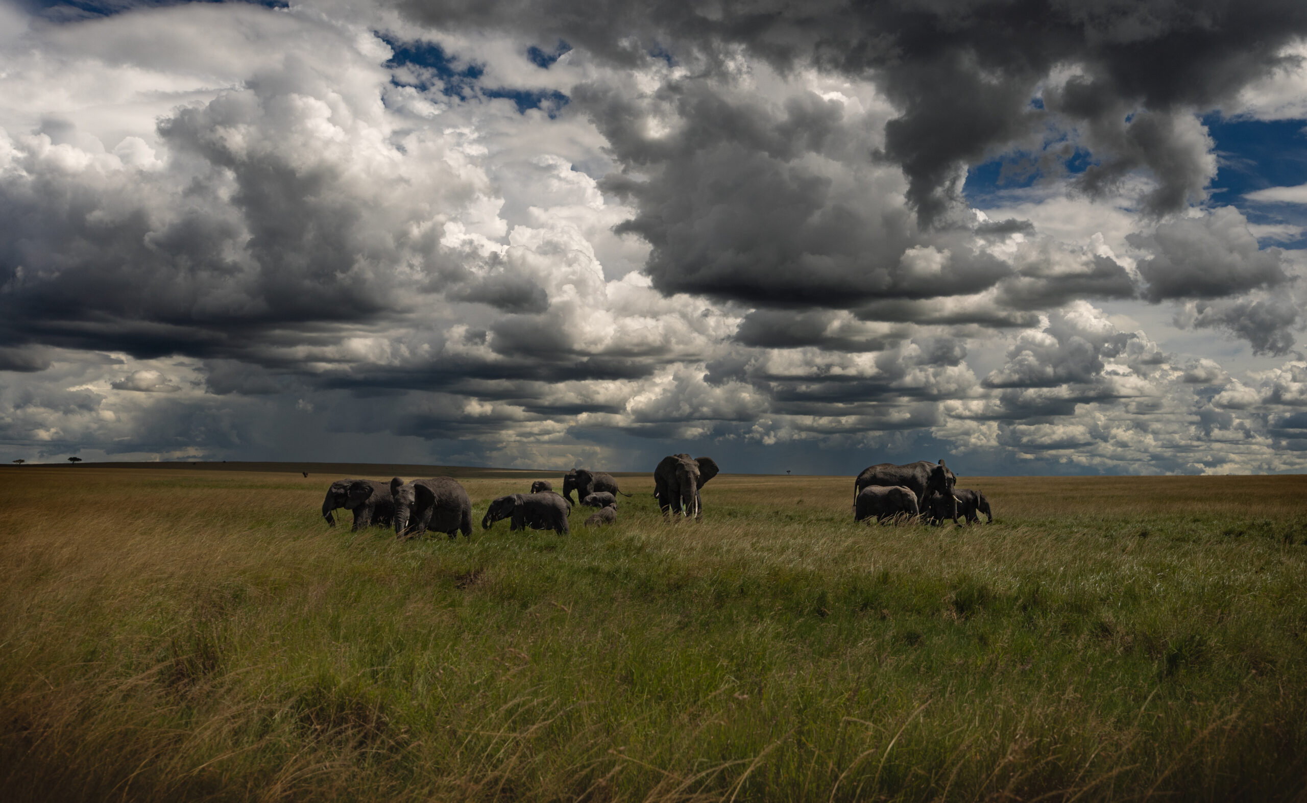 Africa Wildlife XLVI