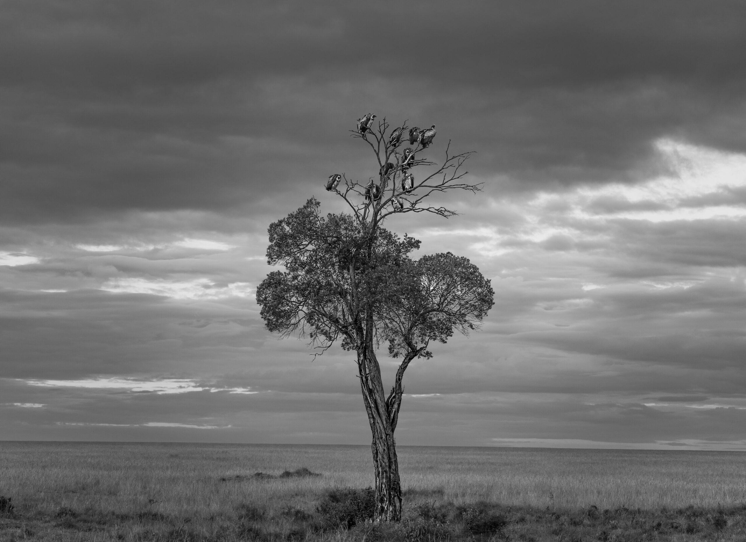 Africa Wildlife XLVII