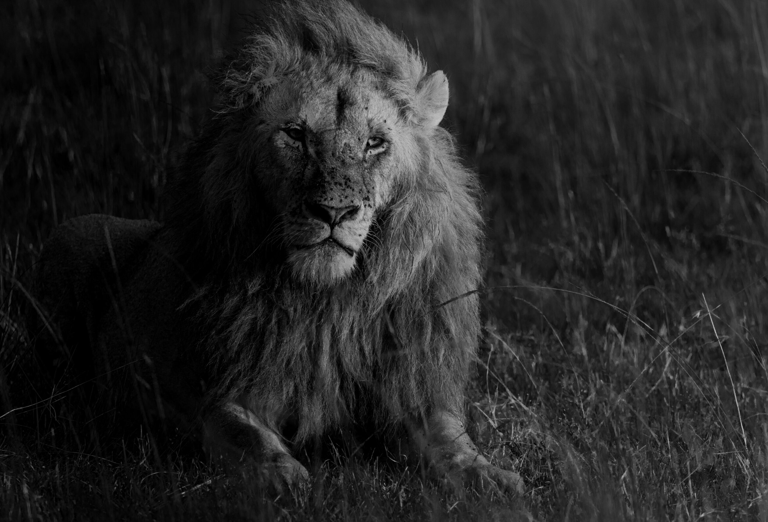 Africa Wildlife XLVIII