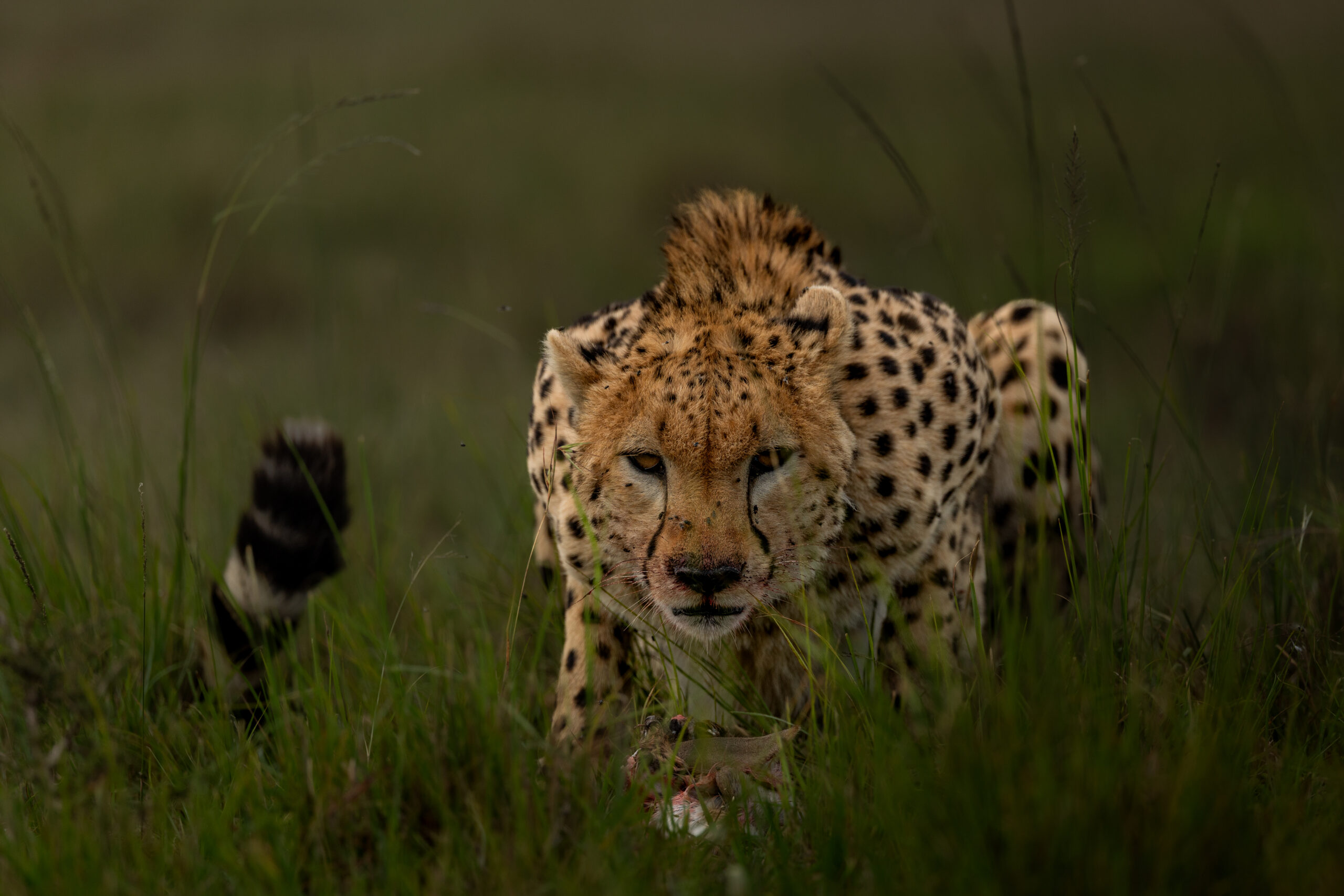 Africa Wildlife XLIX