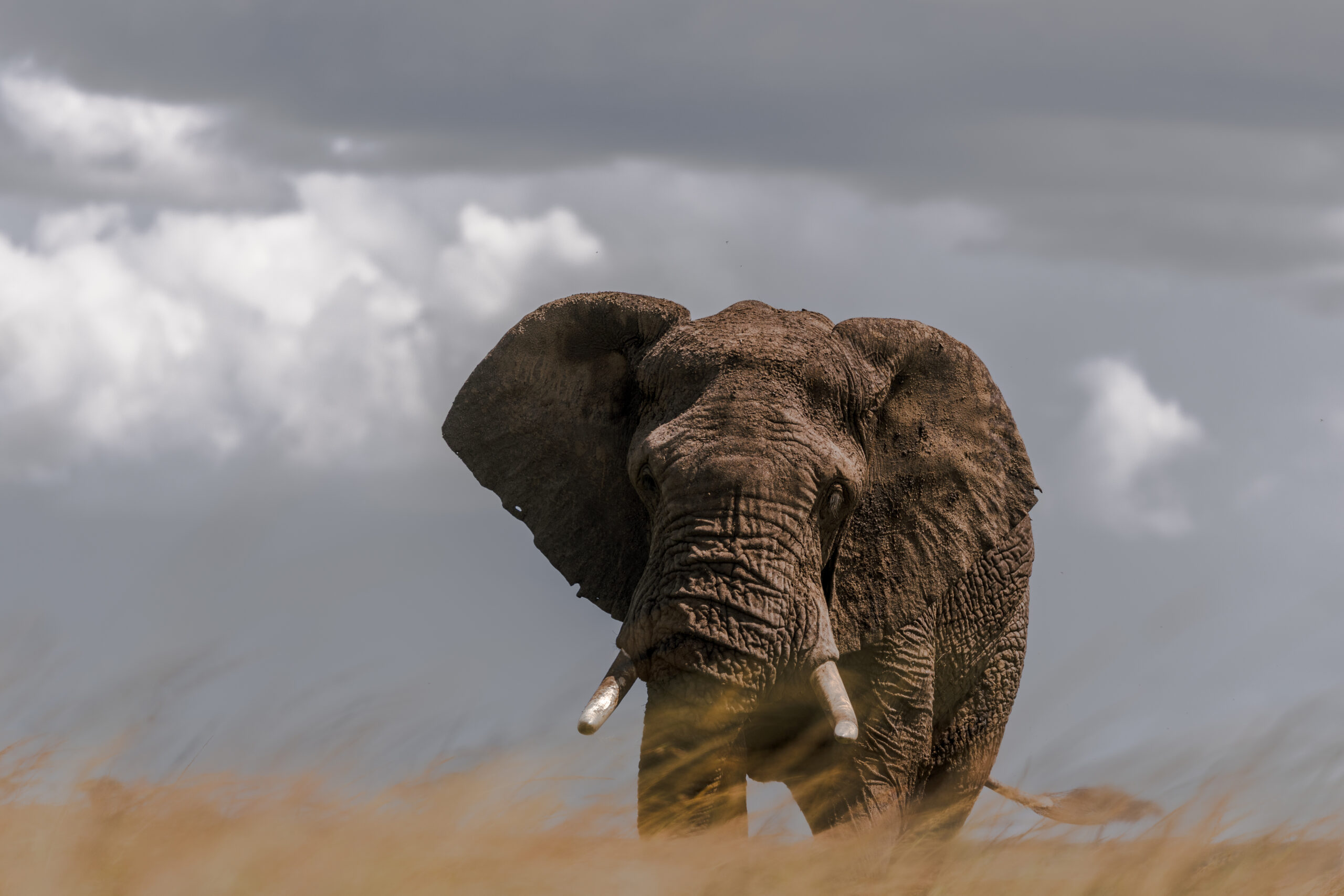 Africa Wildlife L