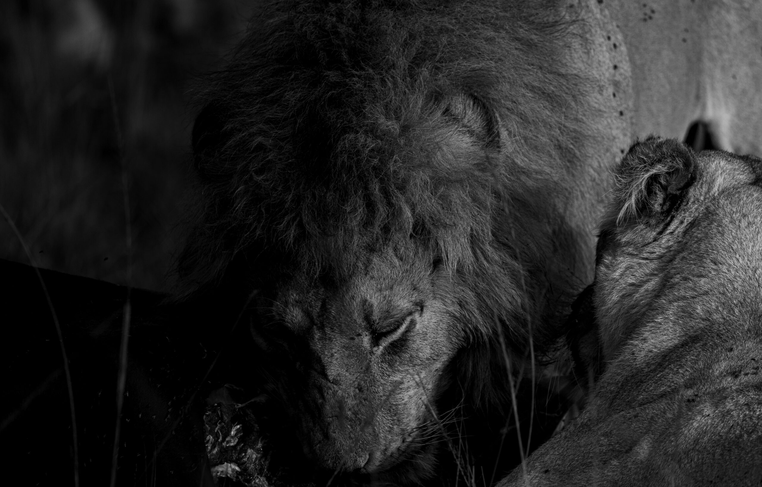 Africa Wildlife LI