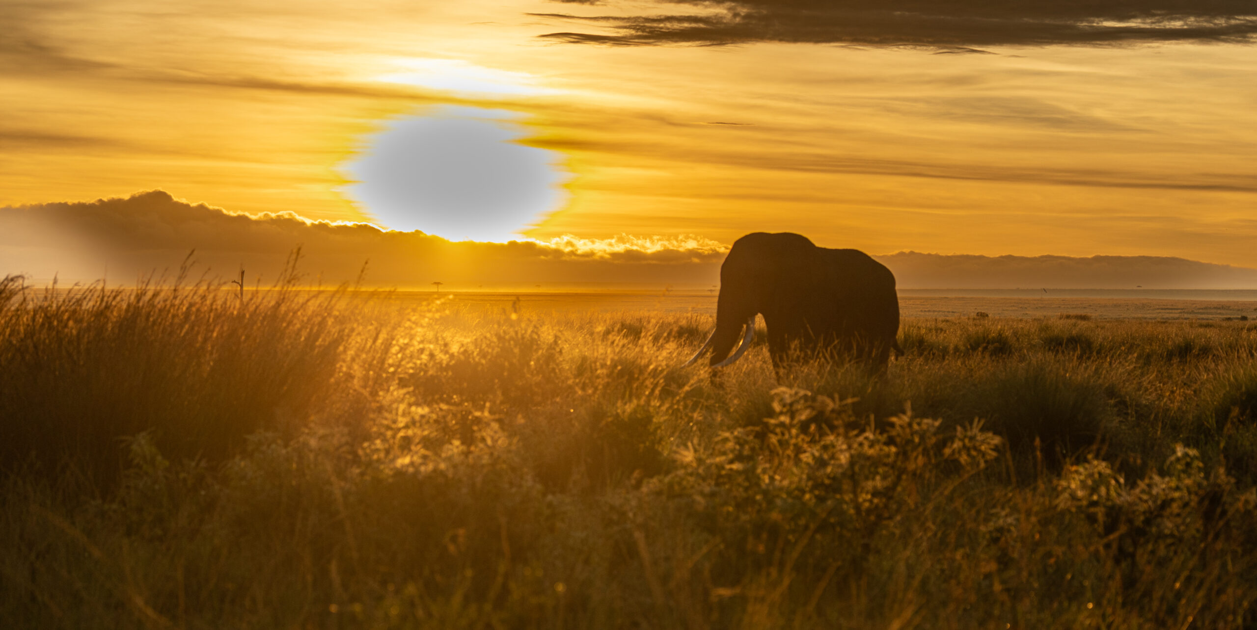 Africa Wildlife LII