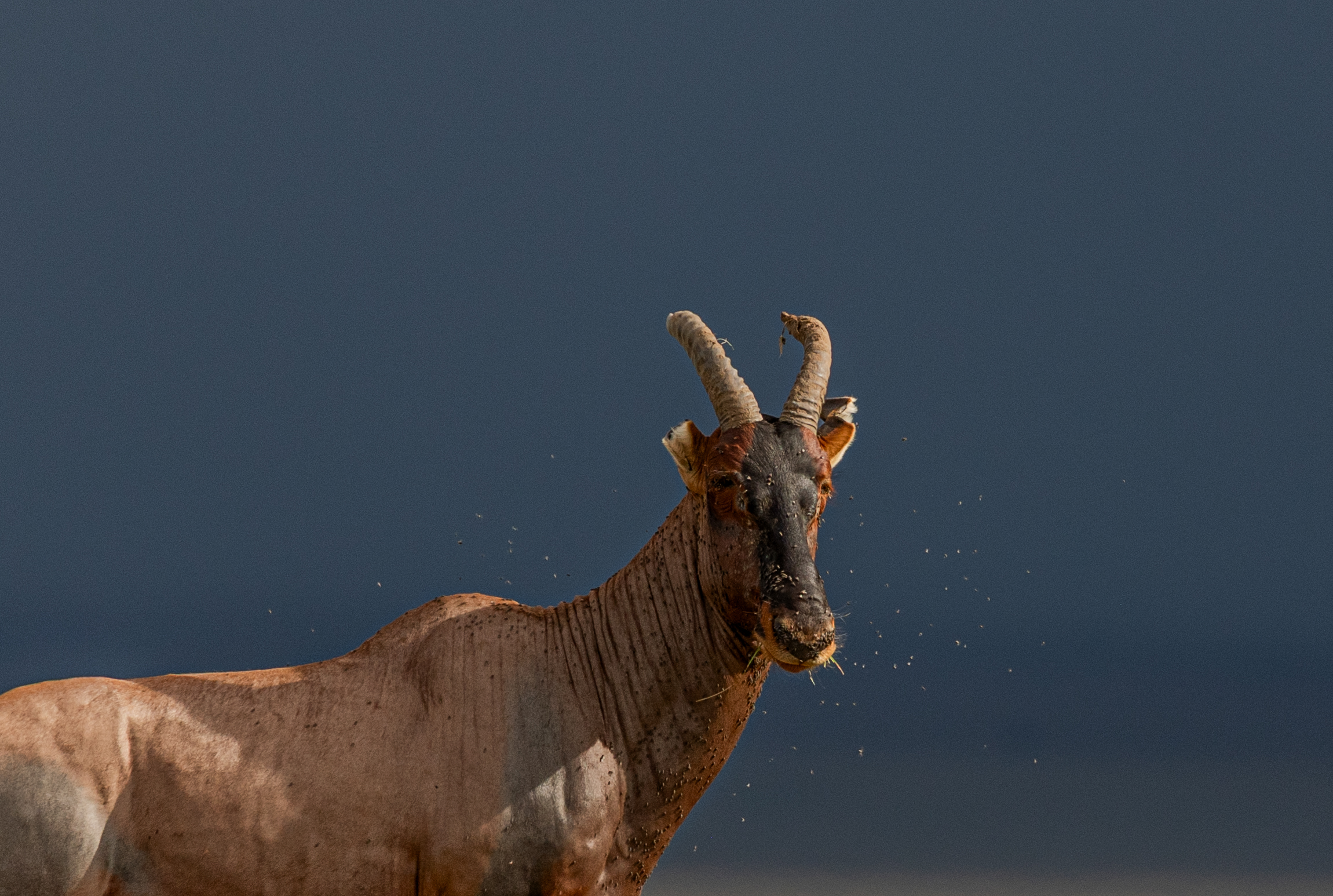 Africa Wildlife LIII