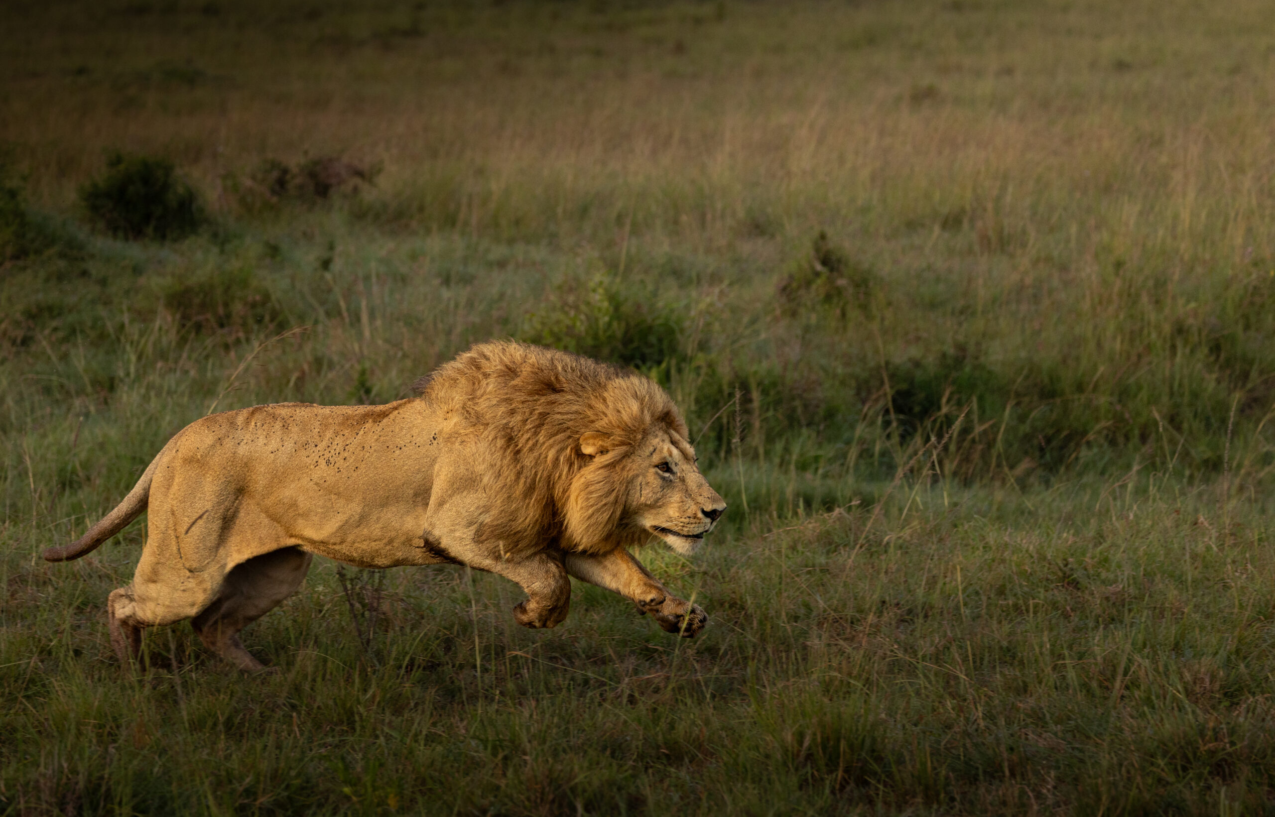 Africa Wildlife LV