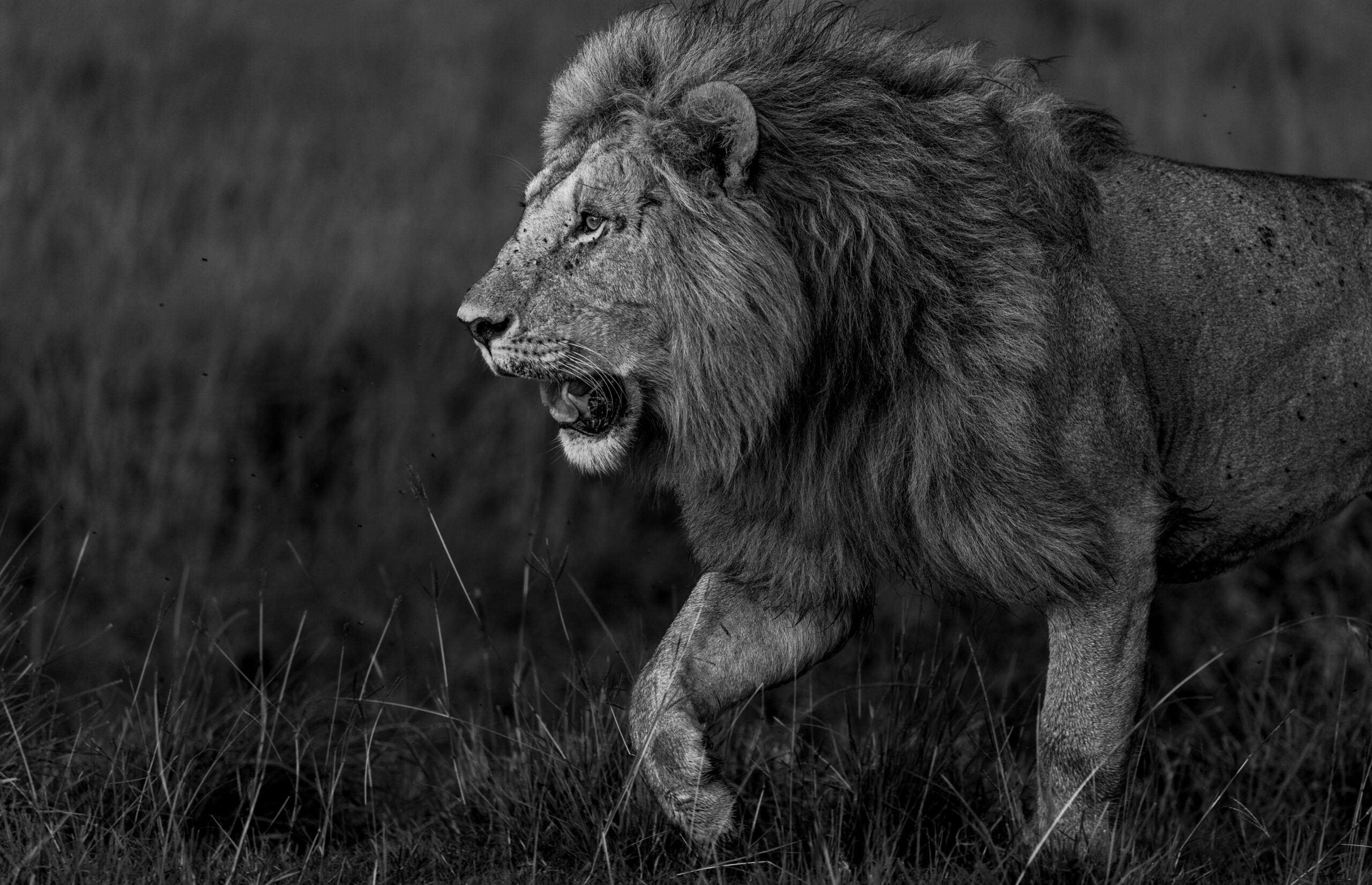 Africa Wildlife LVI