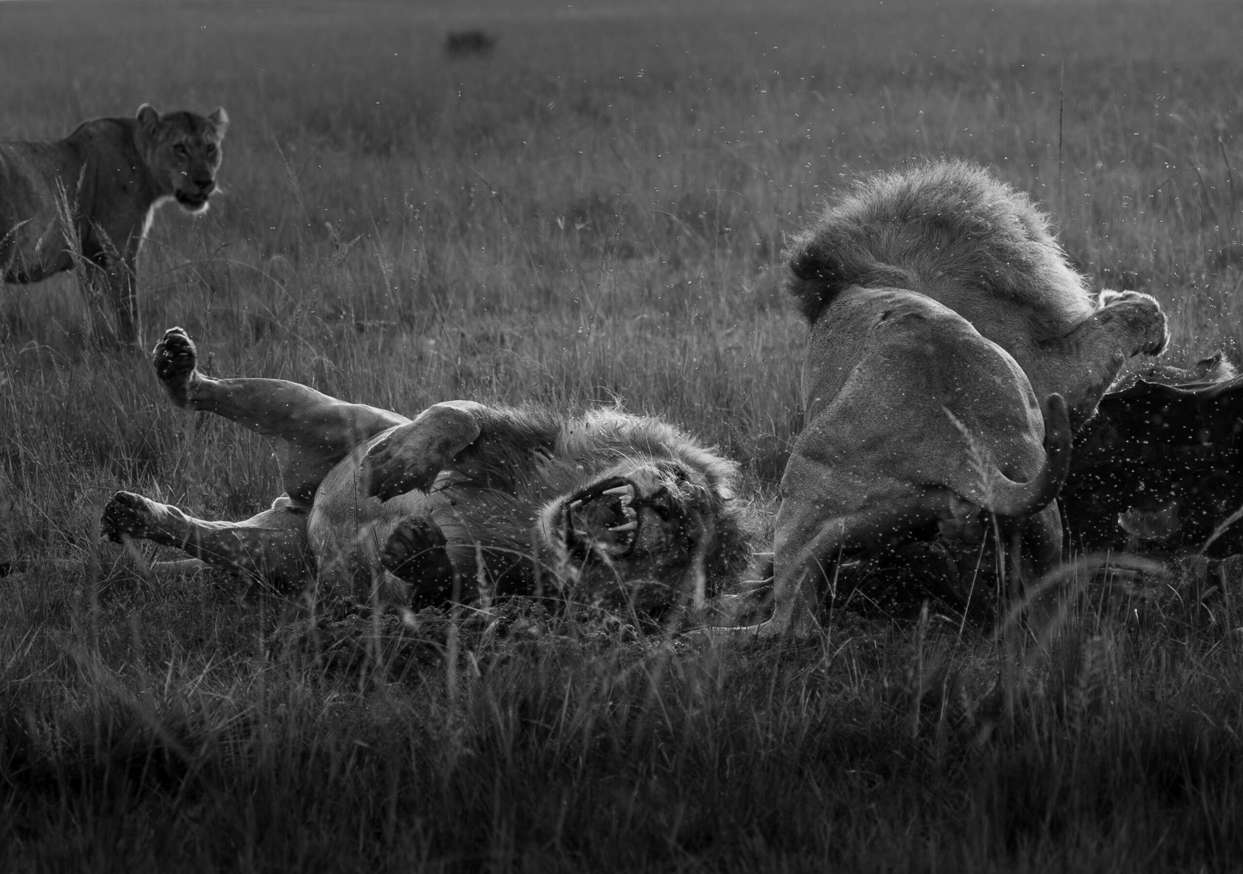 Africa Wildlife LVIII
