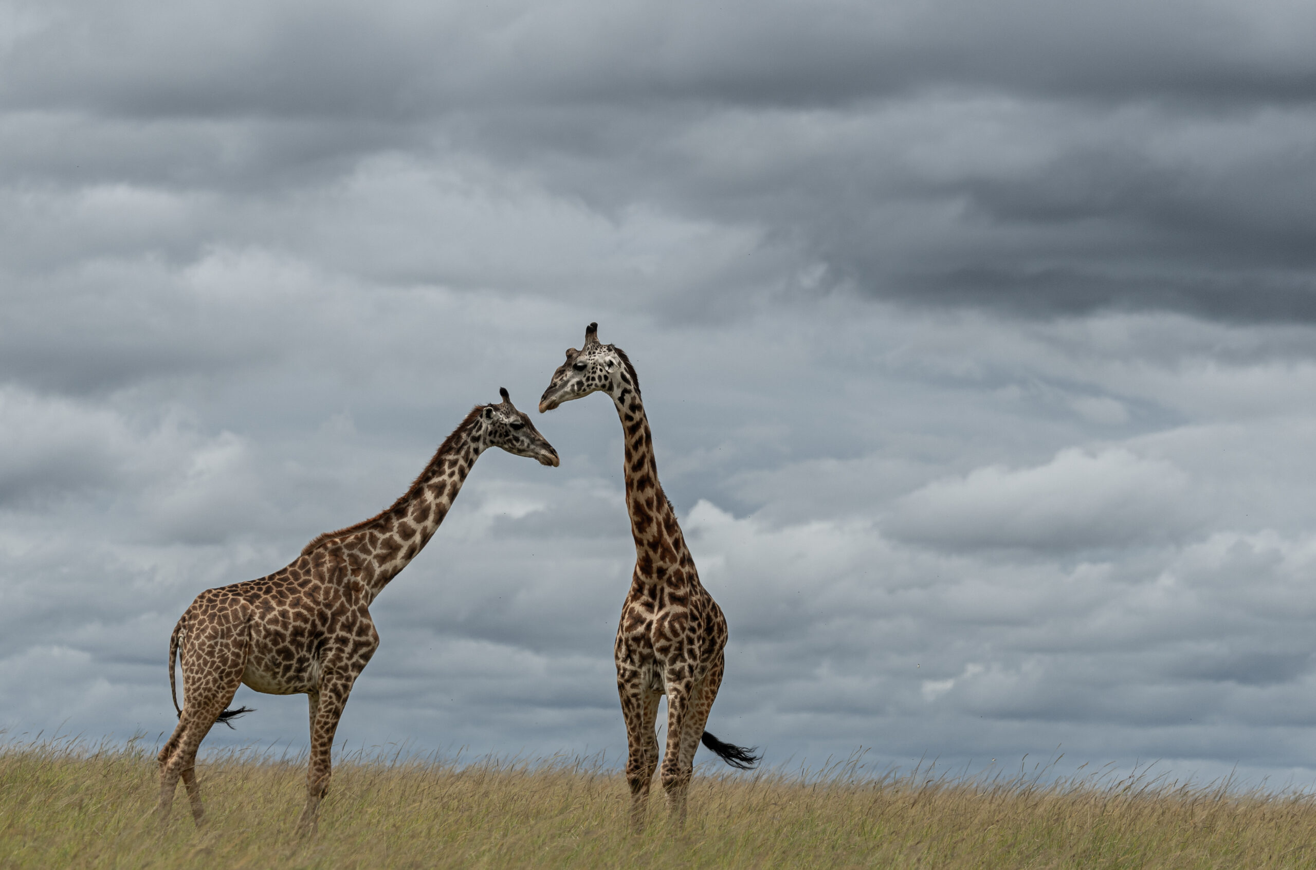 Africa Wildlife LIX