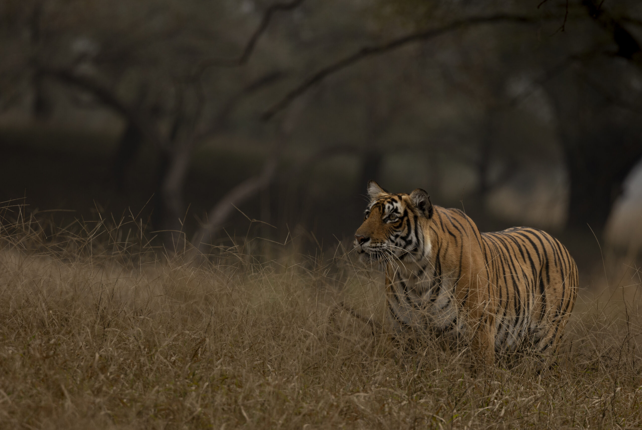 Tiger TR5