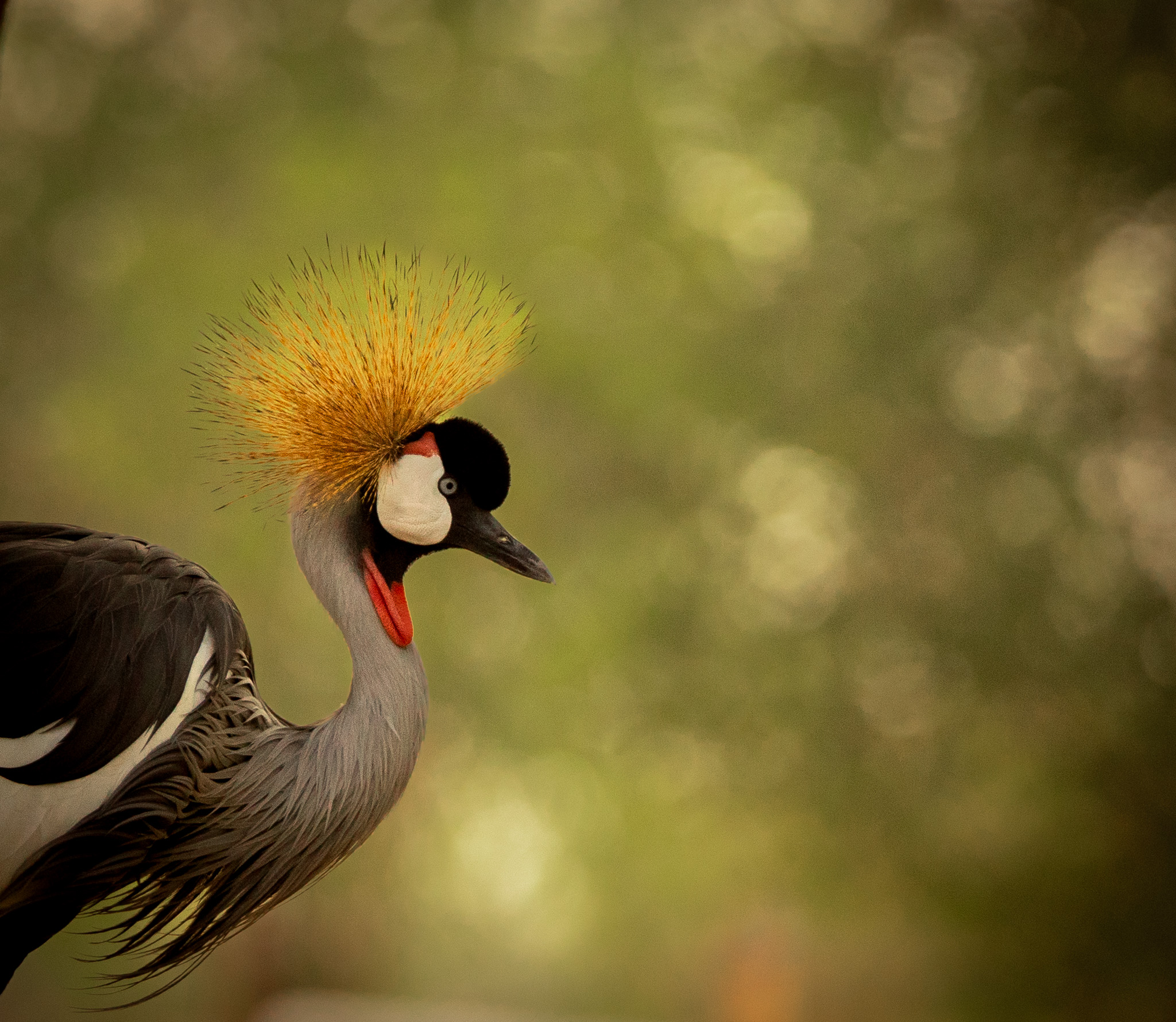 Birds