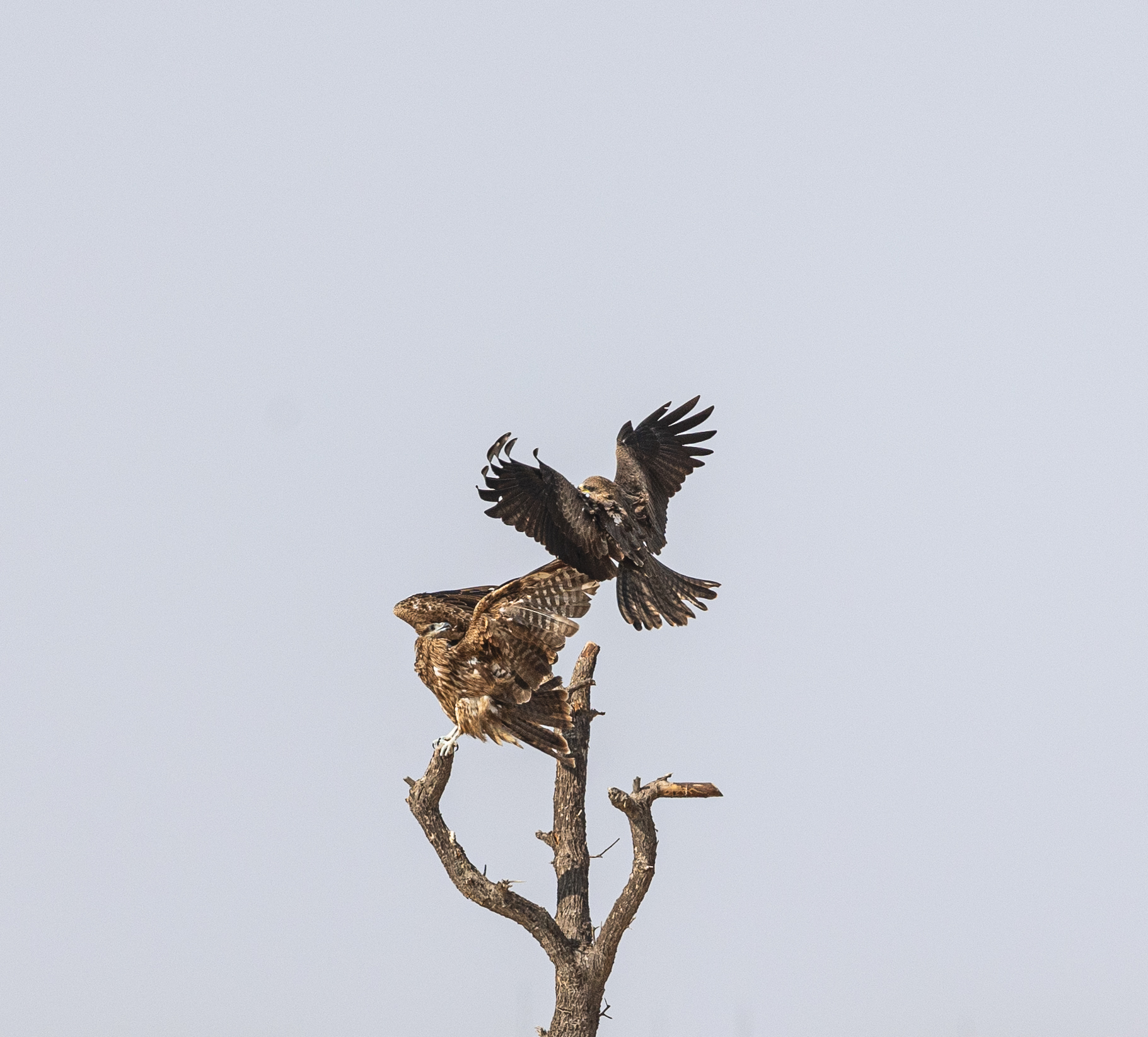 Black Kite