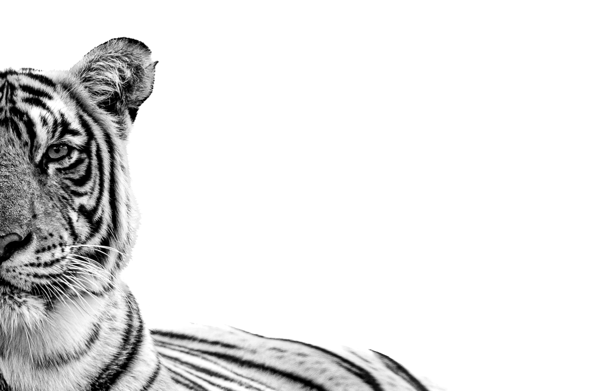 Tiger TR1