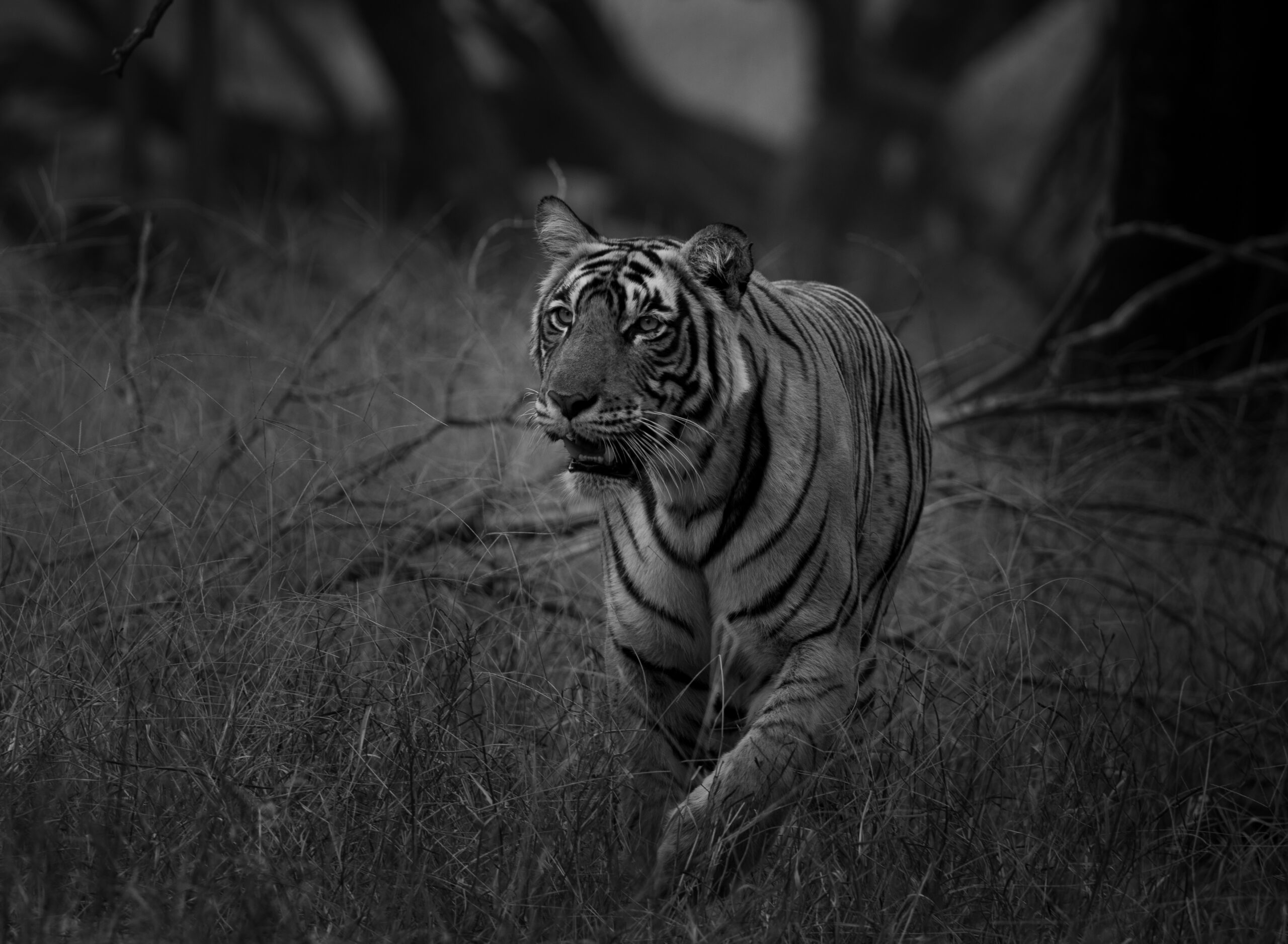 Tiger TR2
