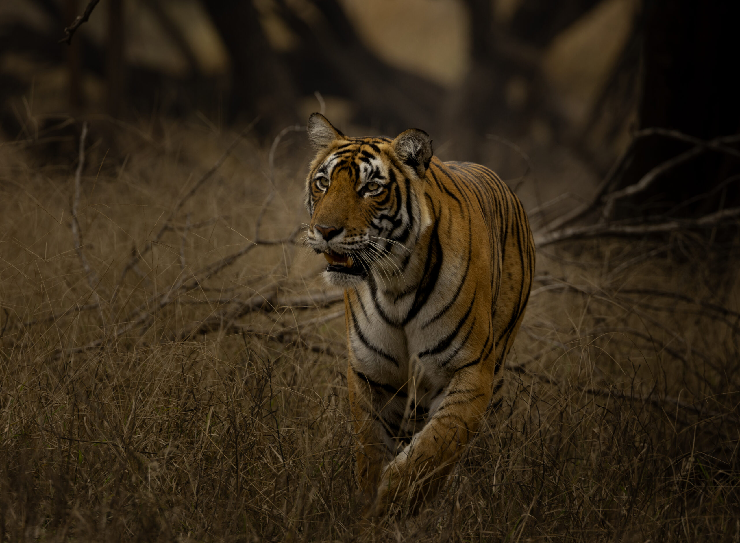 Tigers Ranthambore