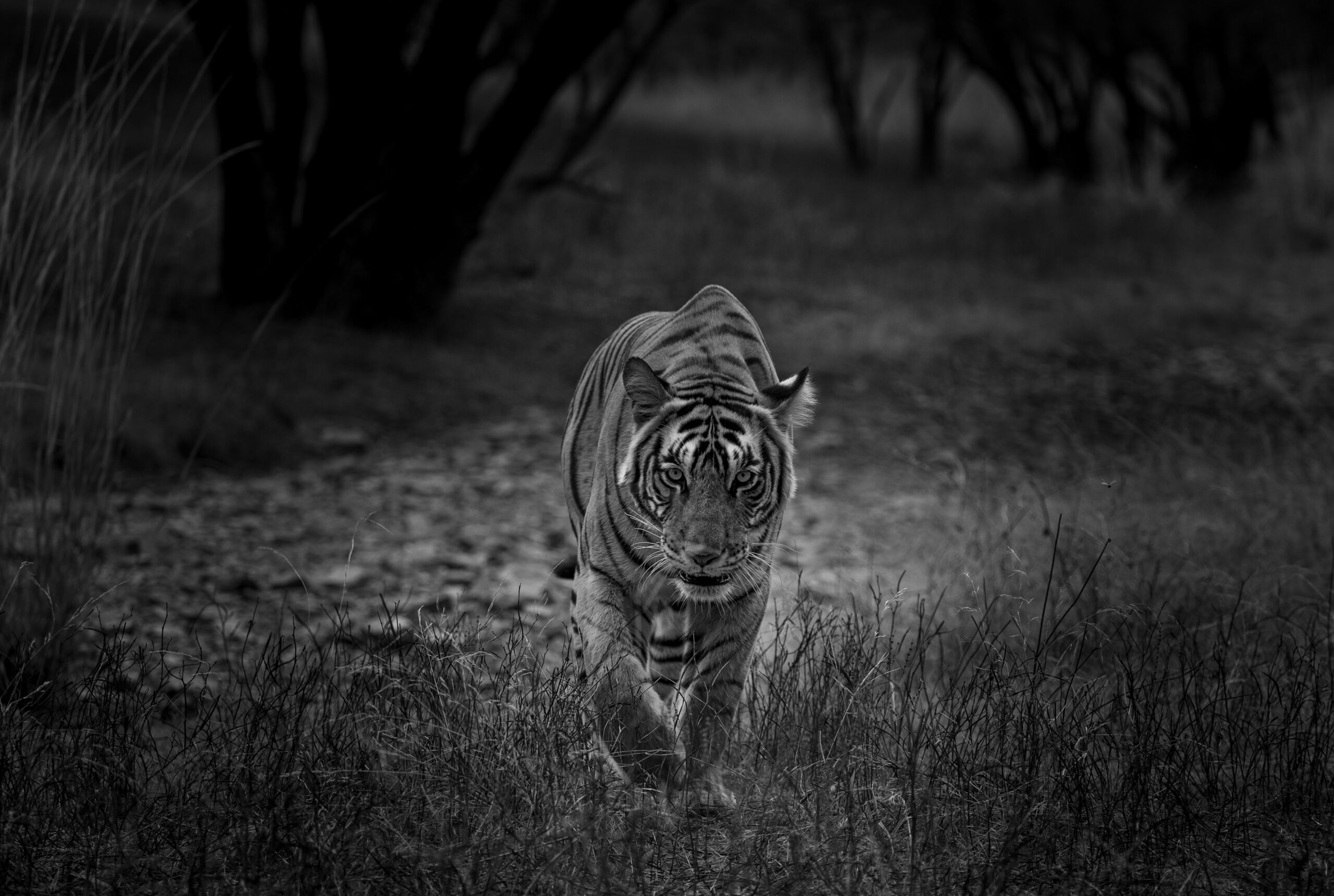 Tiger TR4
