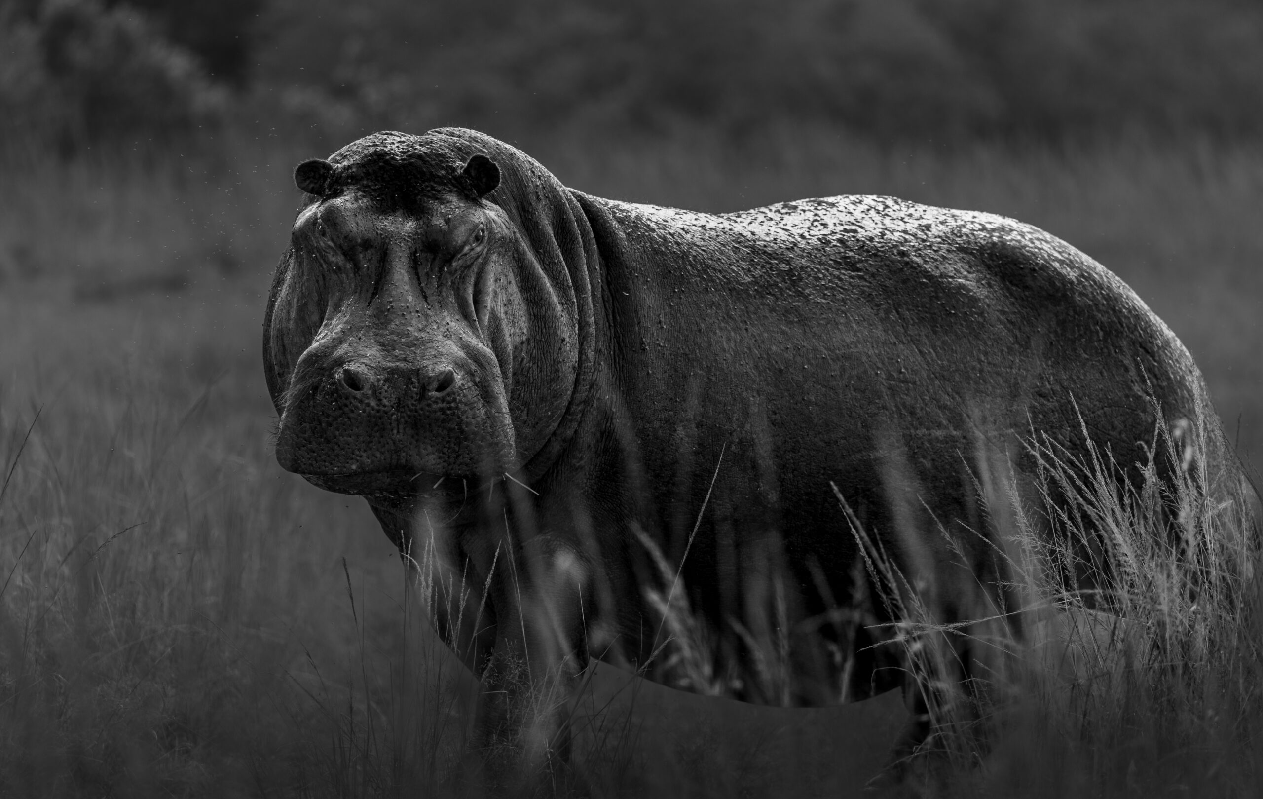 Africa Wildlife VII