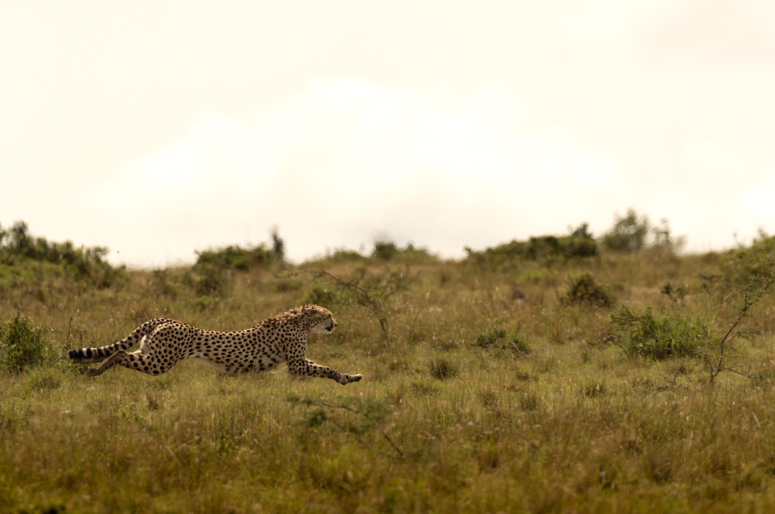 Africa Wildlife XLV