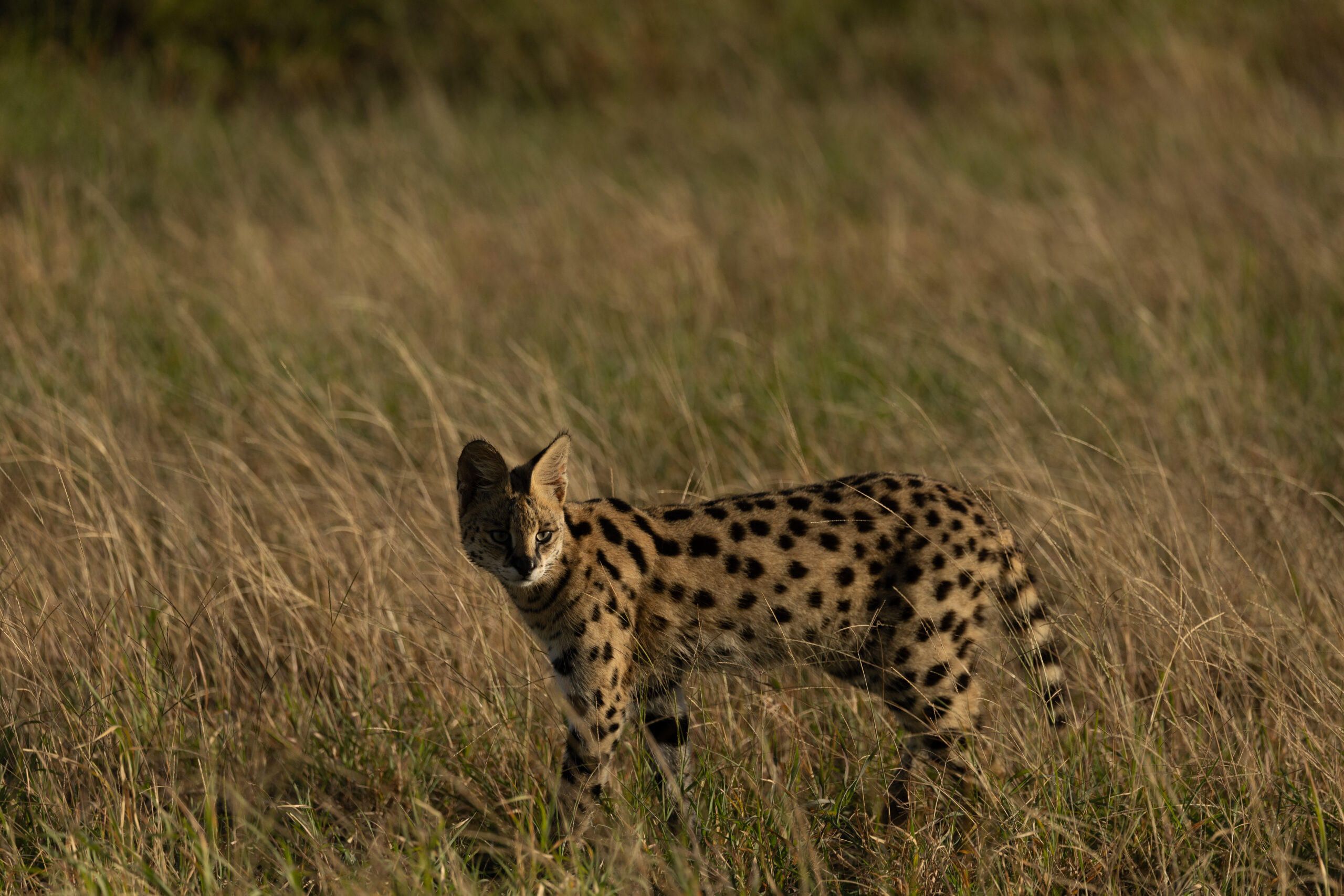 Africa Wildlife LX