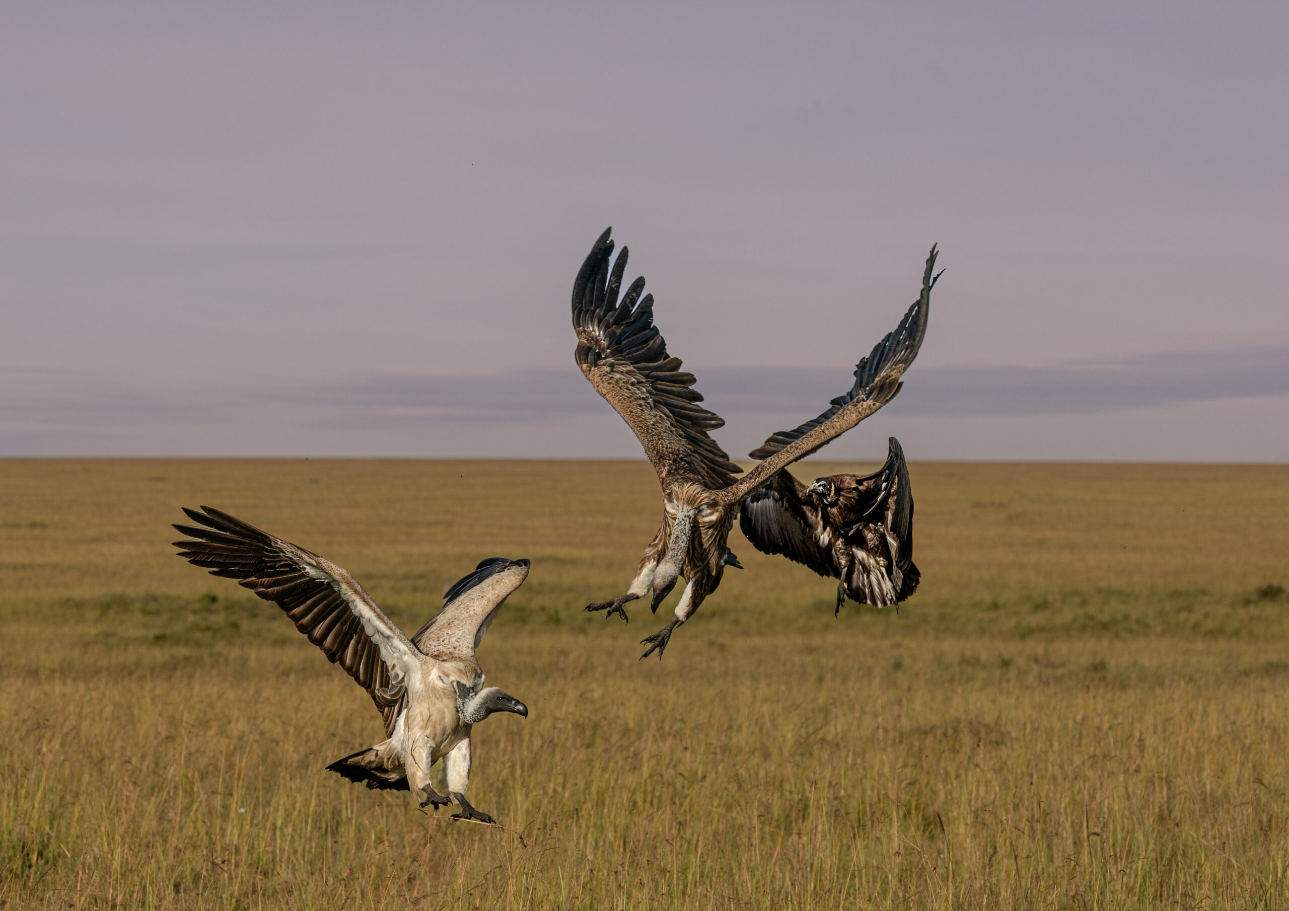 Africa Wildlife LXI