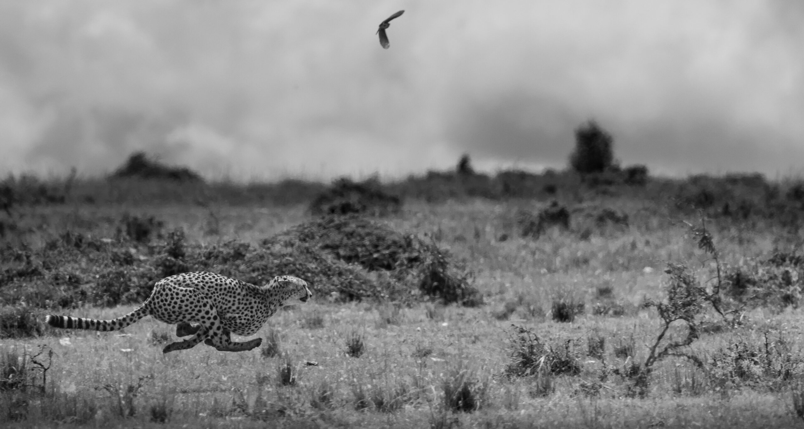 Africa Wildlife LXII