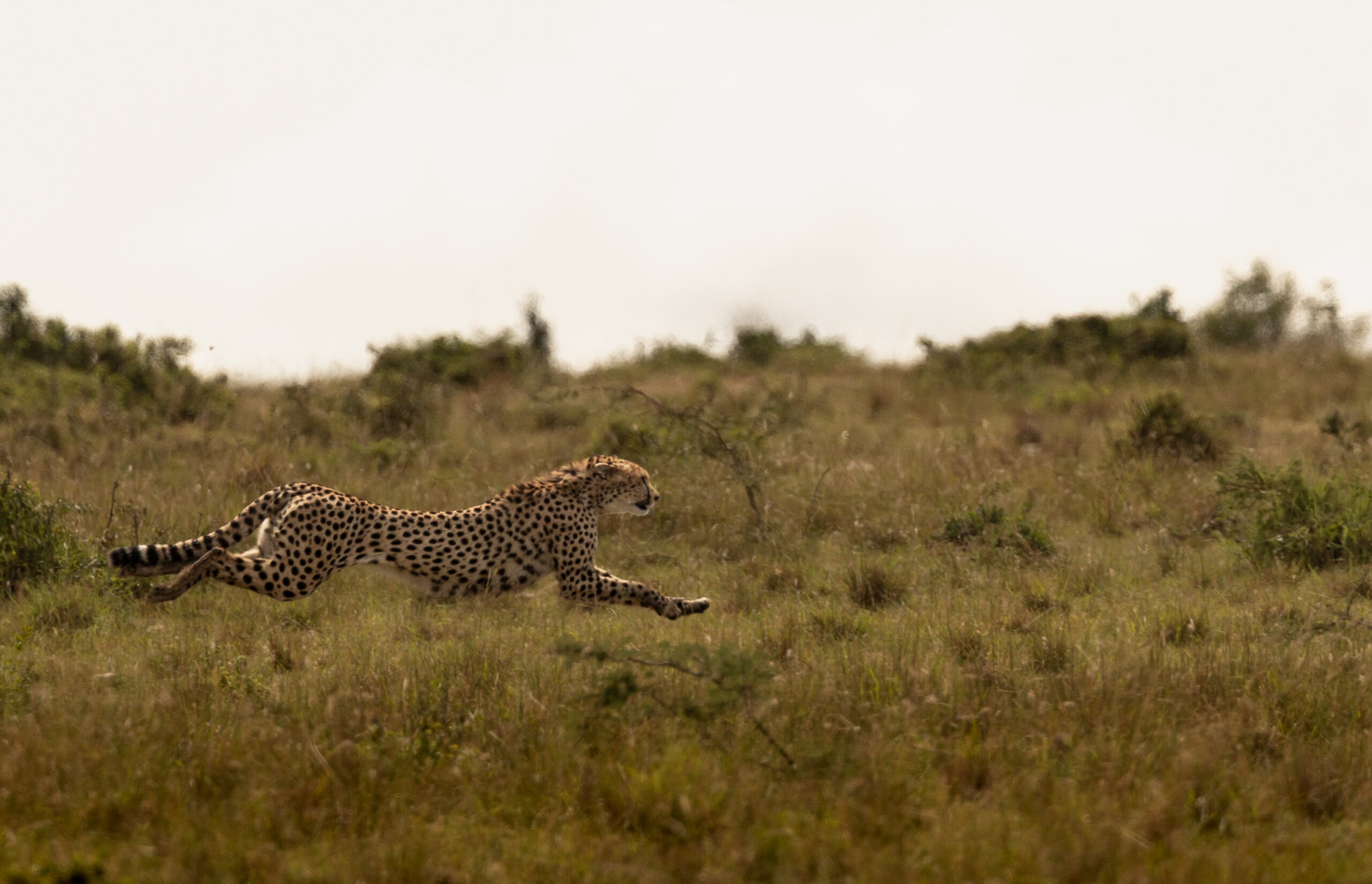 Africa Wildlife LXIII