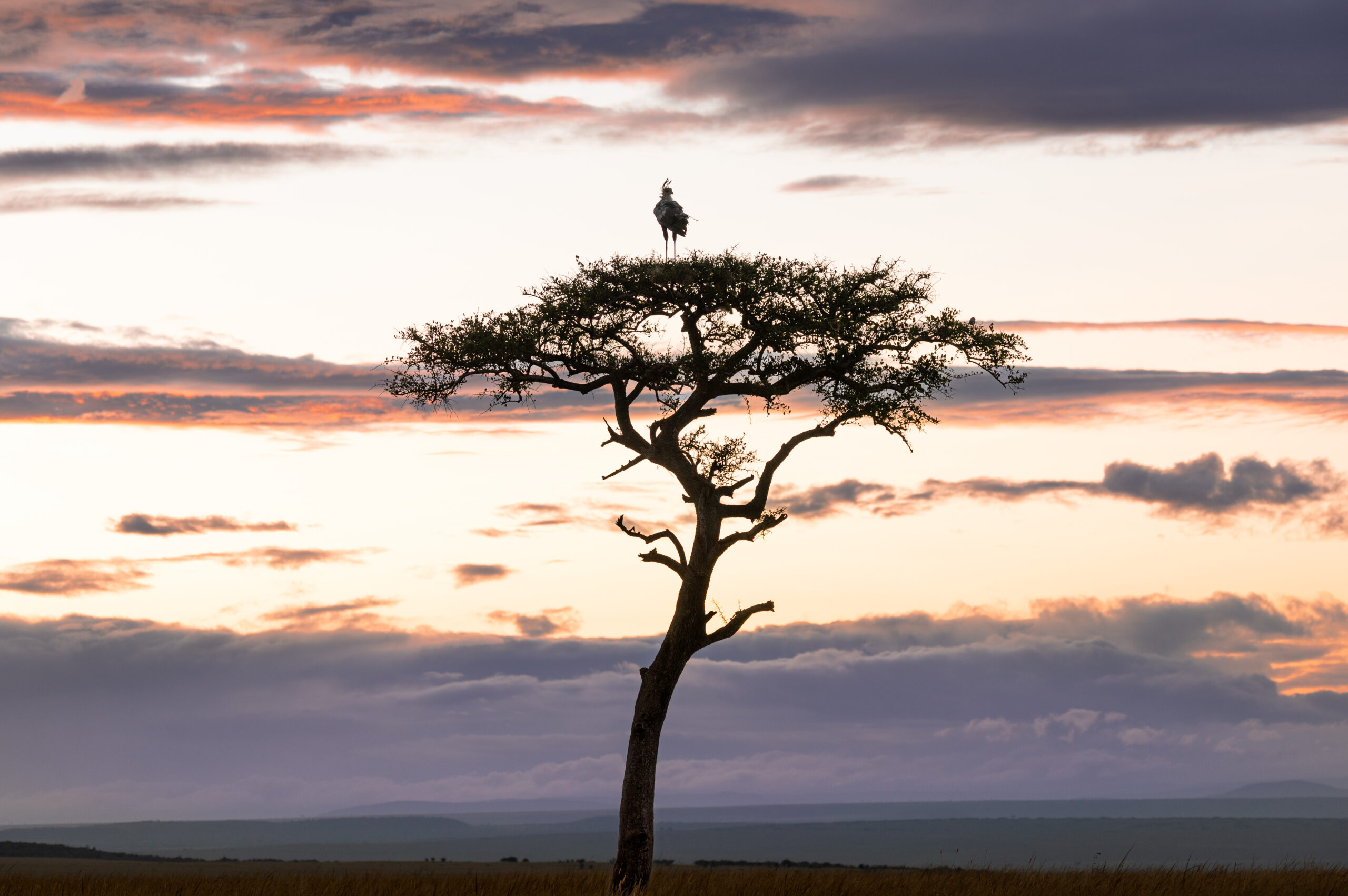 Africa Wildlife LXIV