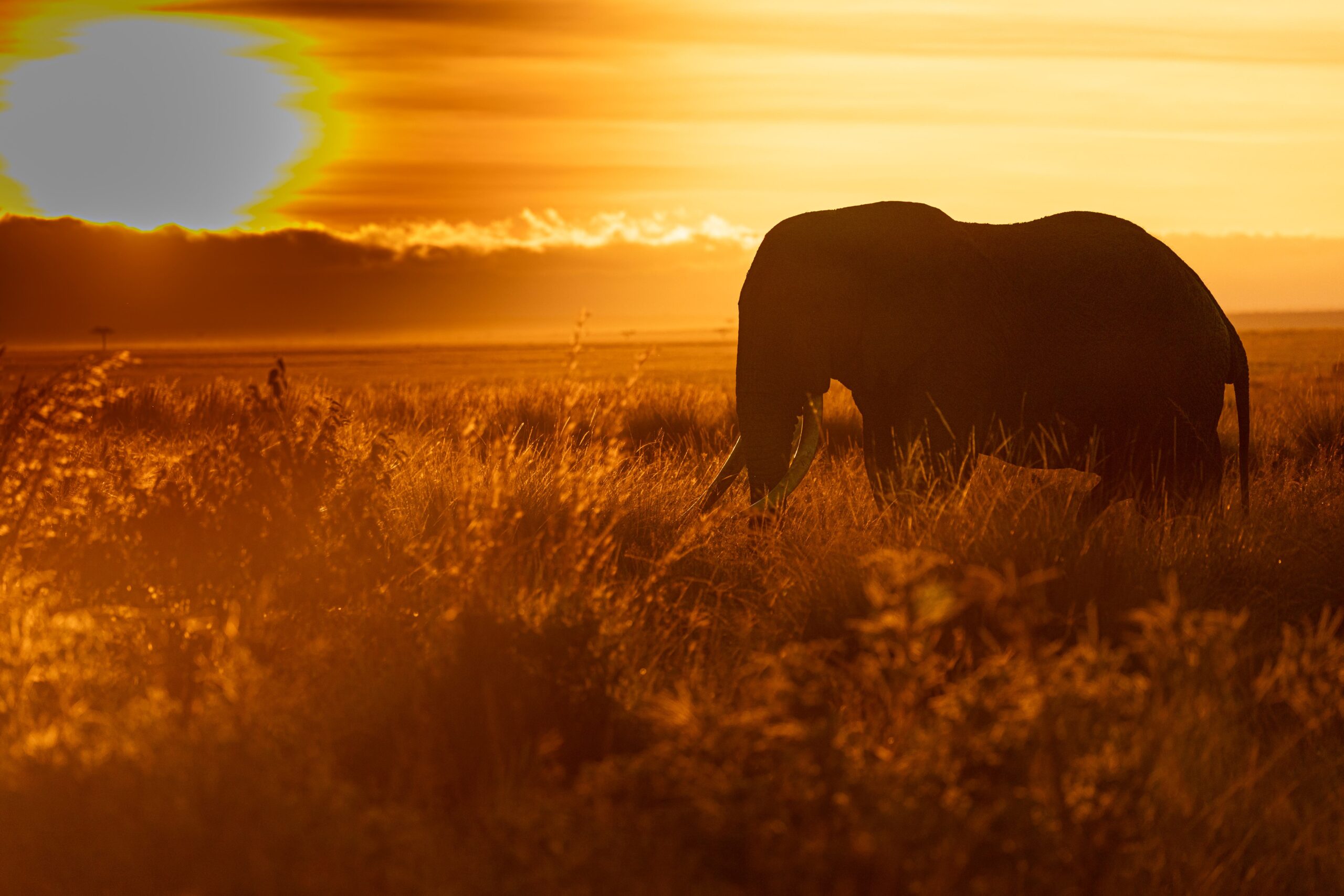 Elephant at Dawn
