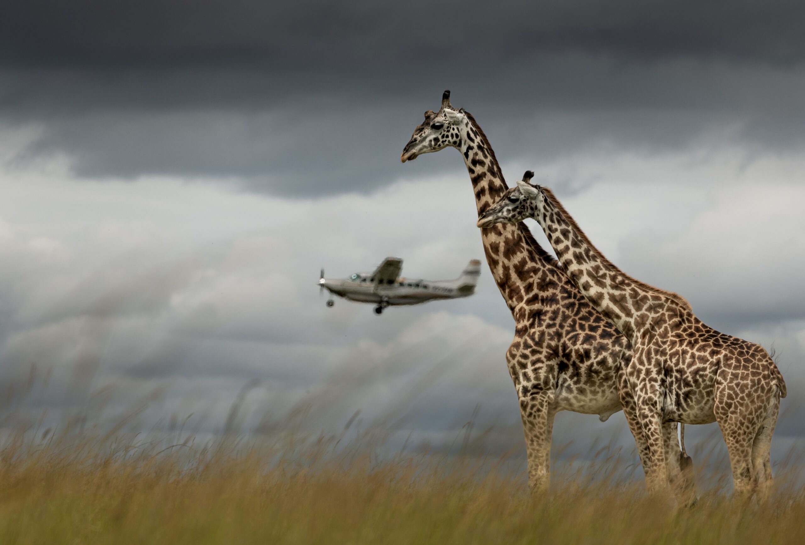 Giraffes