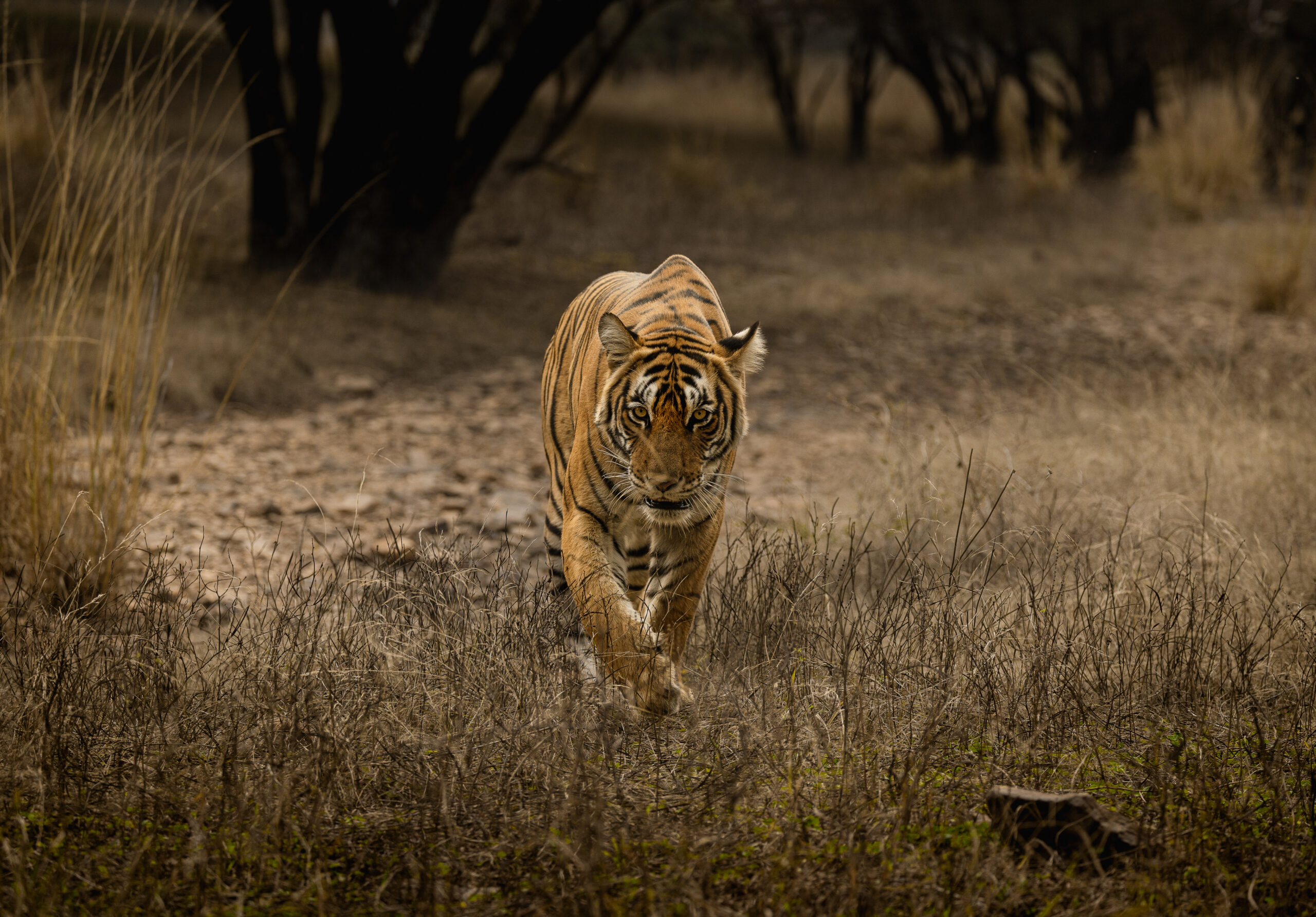 Tiger TR6