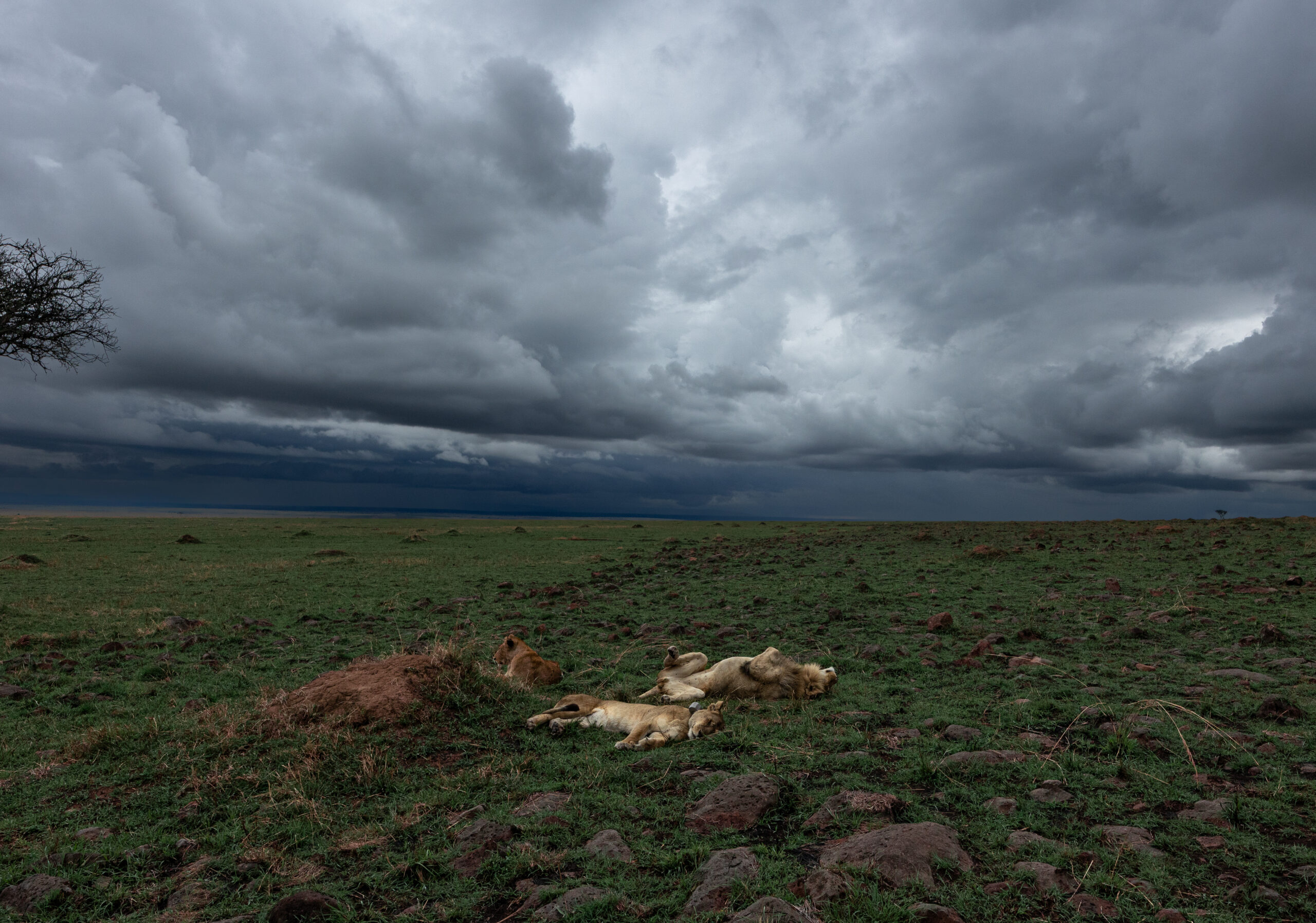 Africa Wildlife I