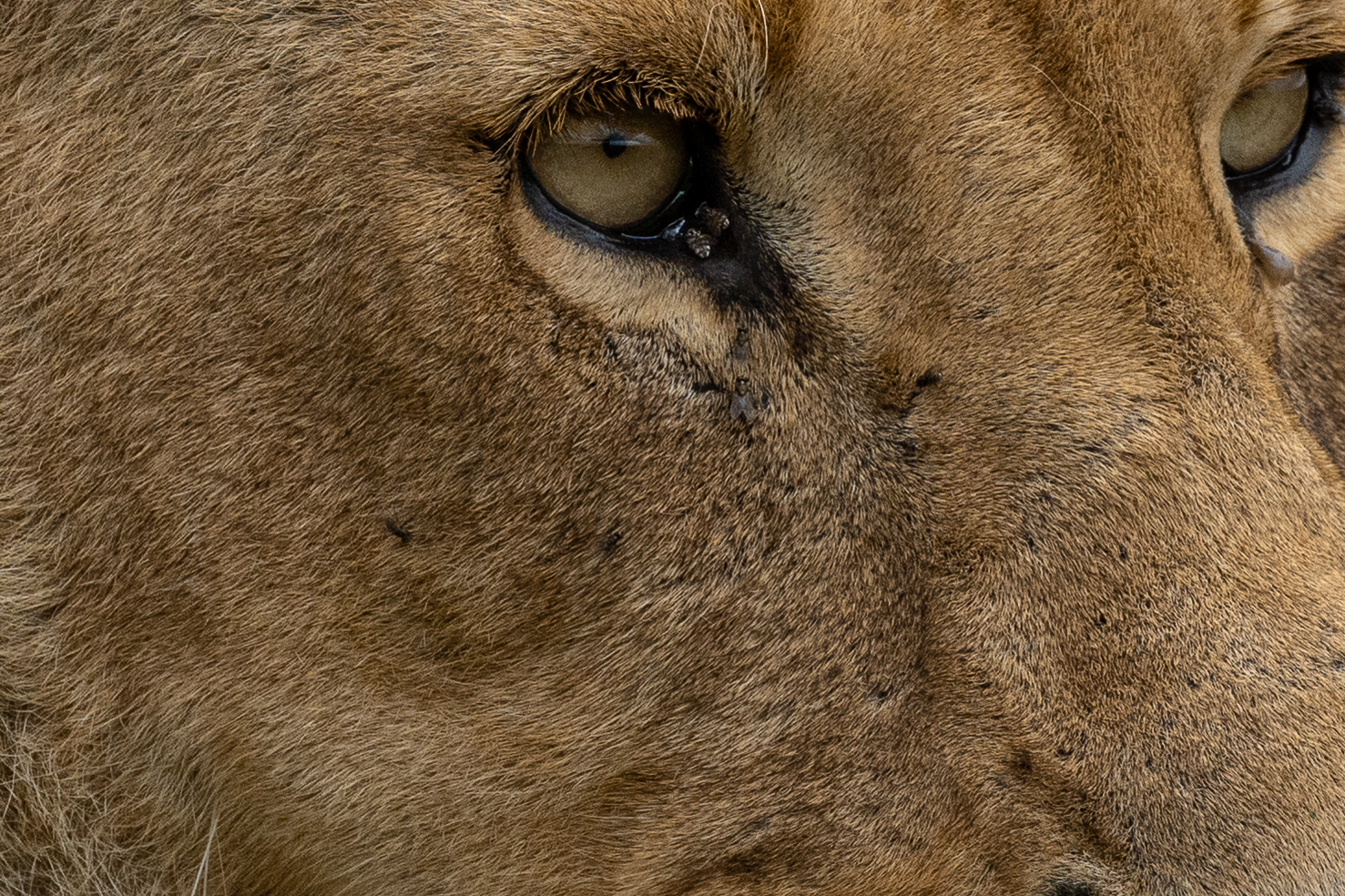 Africa Wildlife II
