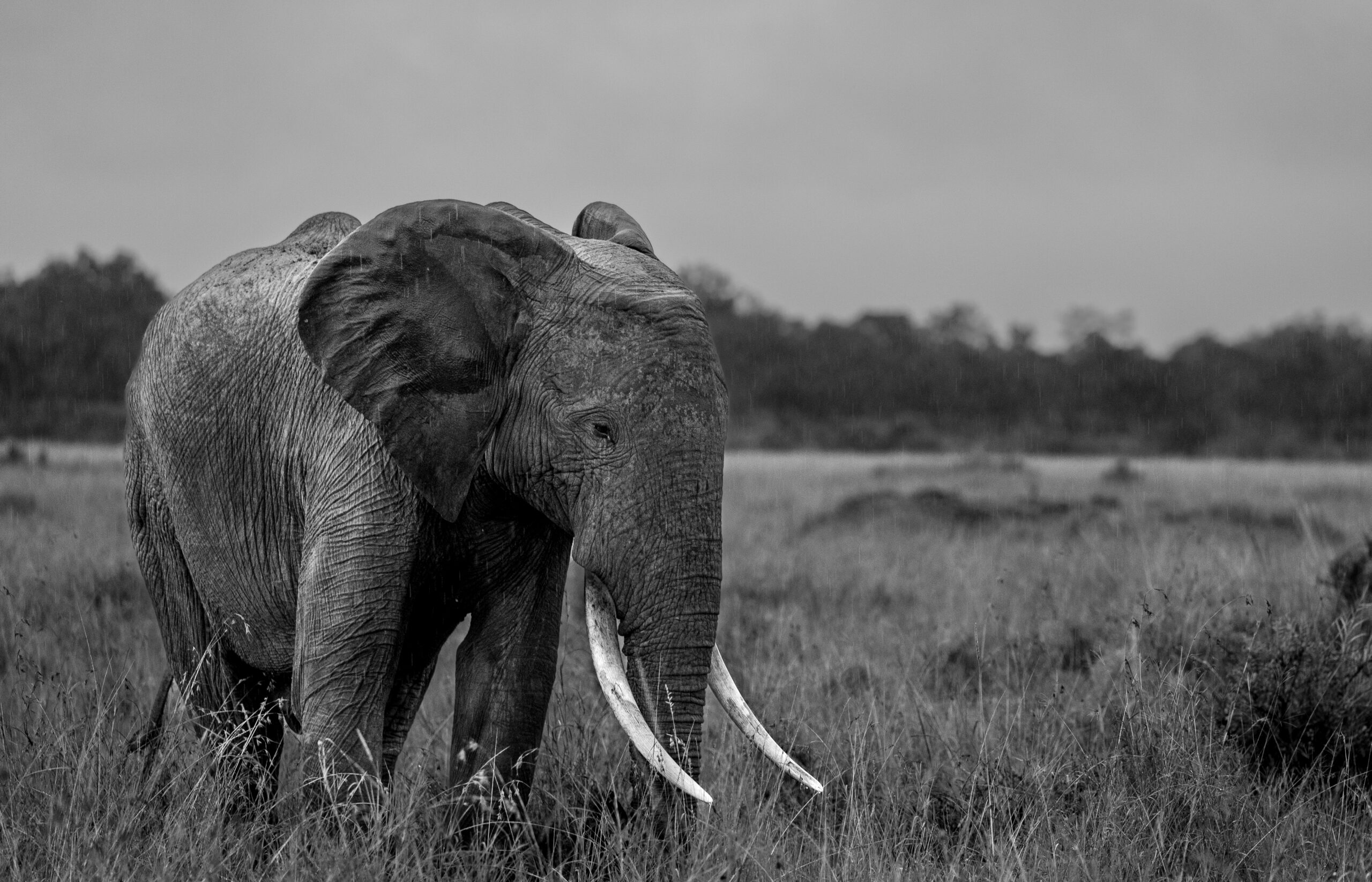 Africa Wildlife IV