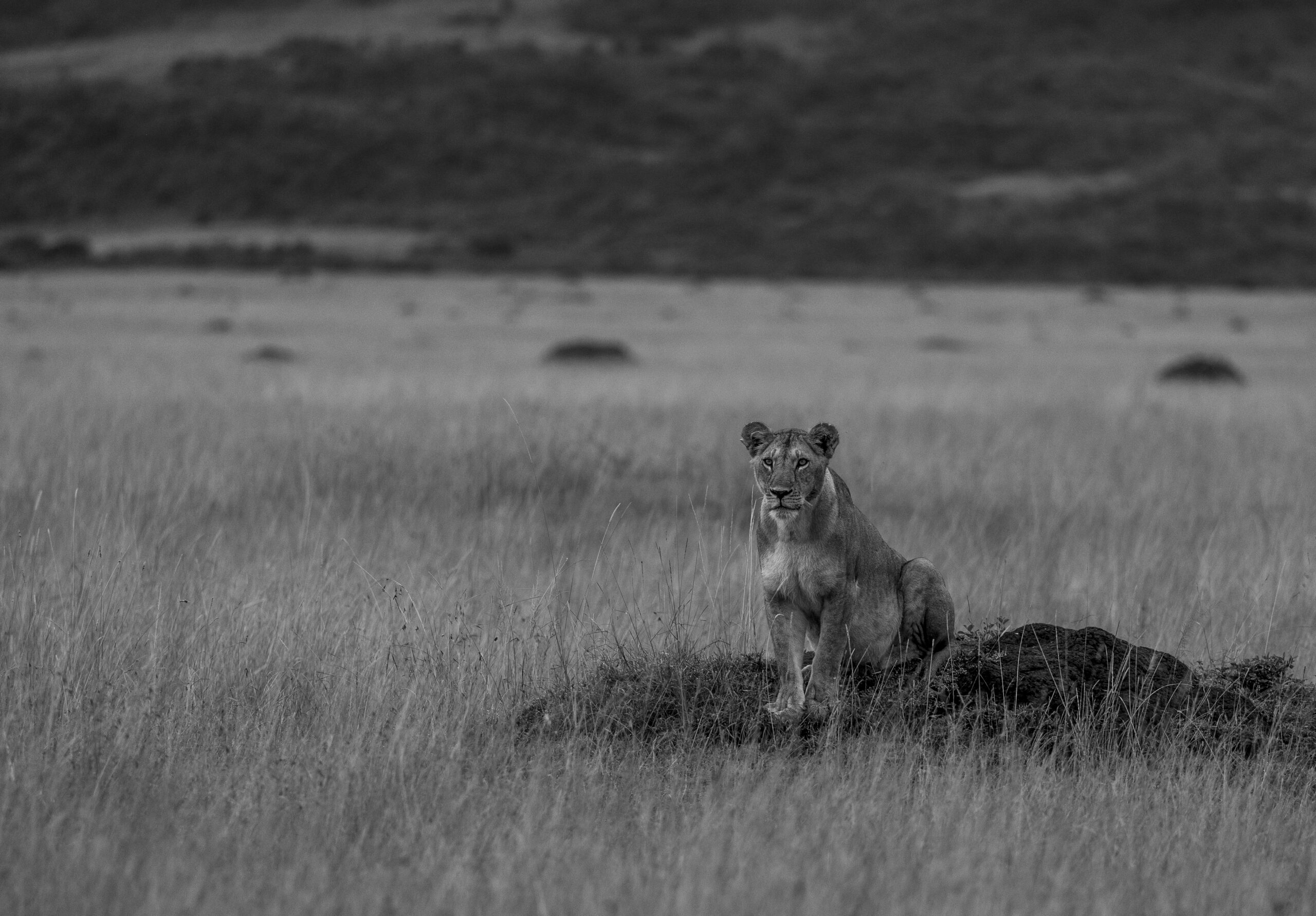Africa Wildlife V