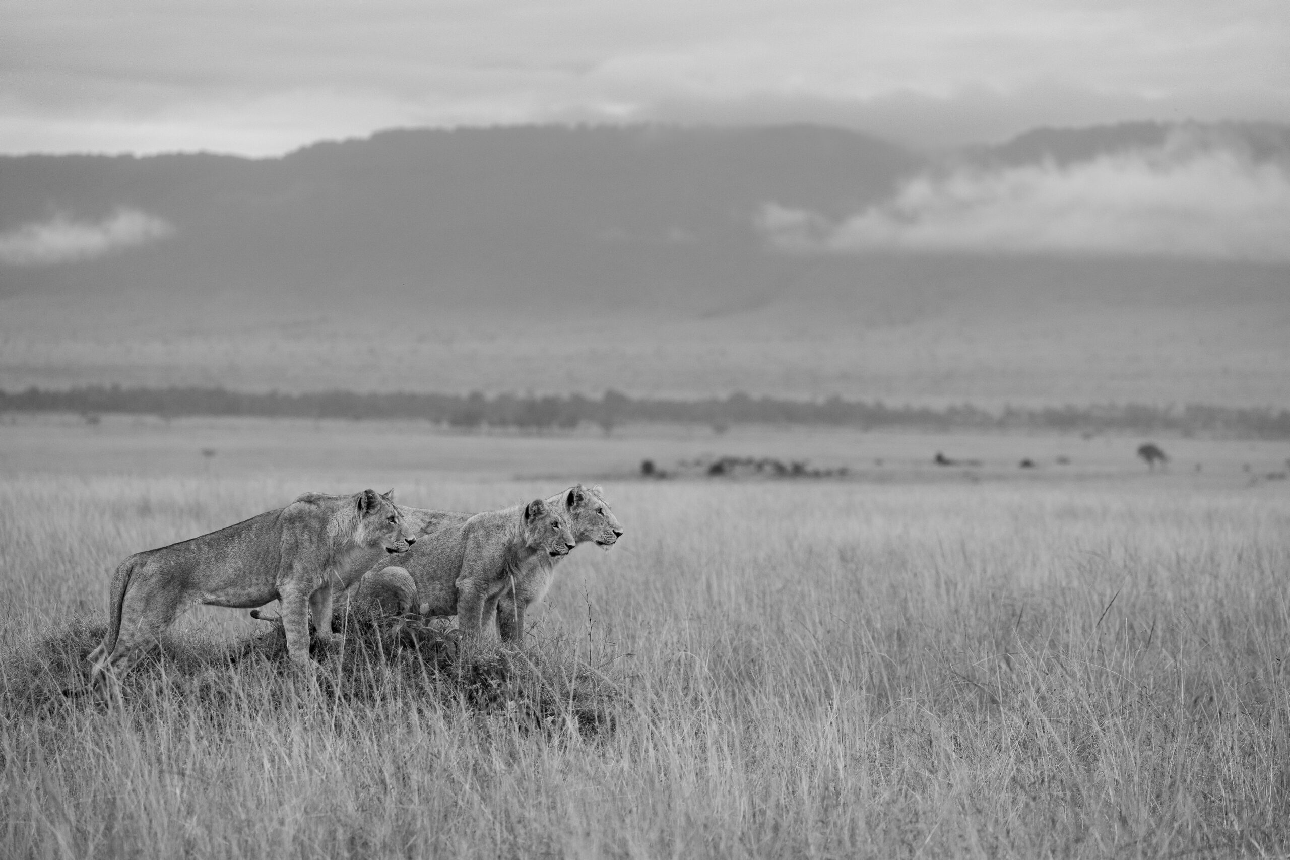 Africa Wildlife VI