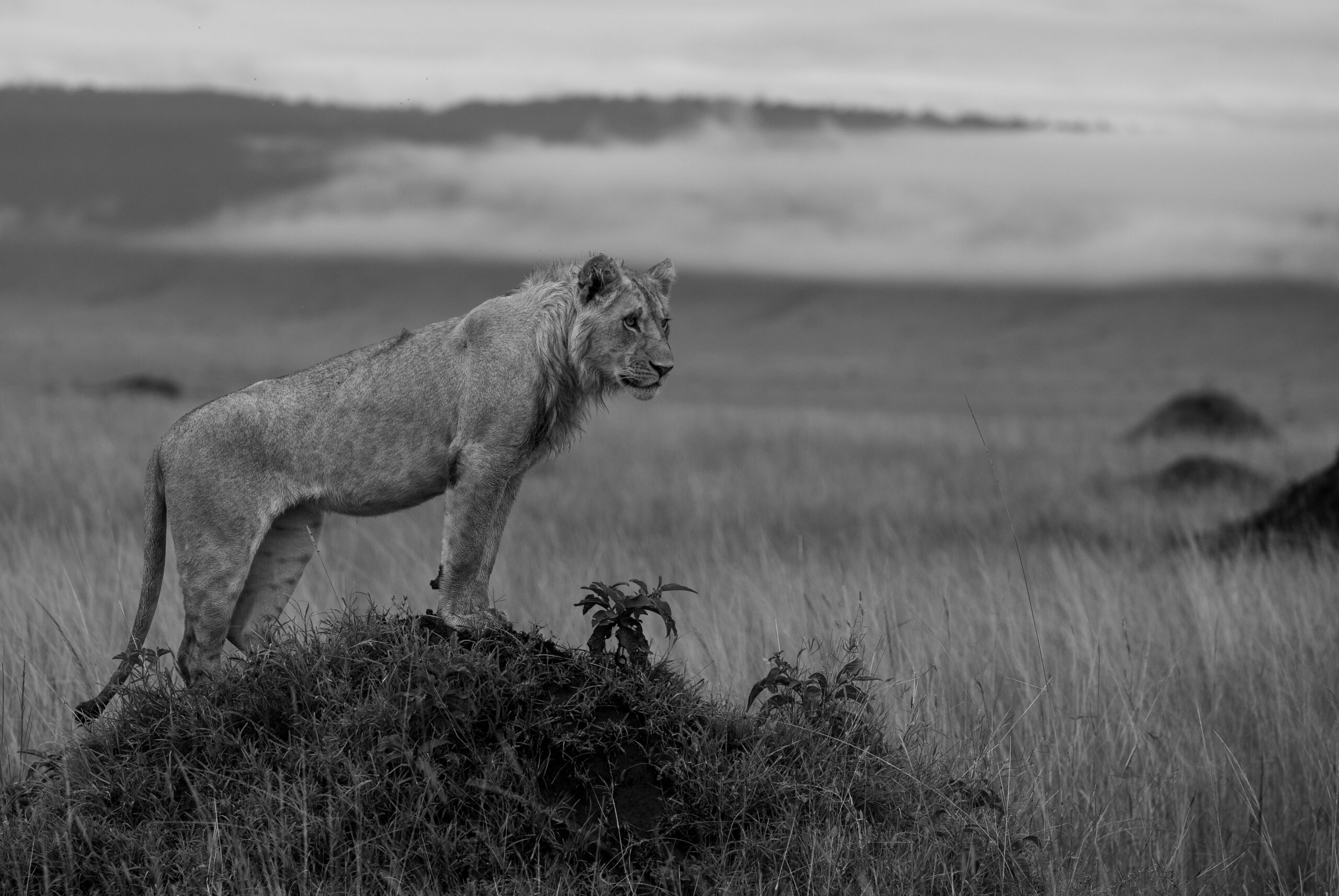 Africa Wildlife VIII