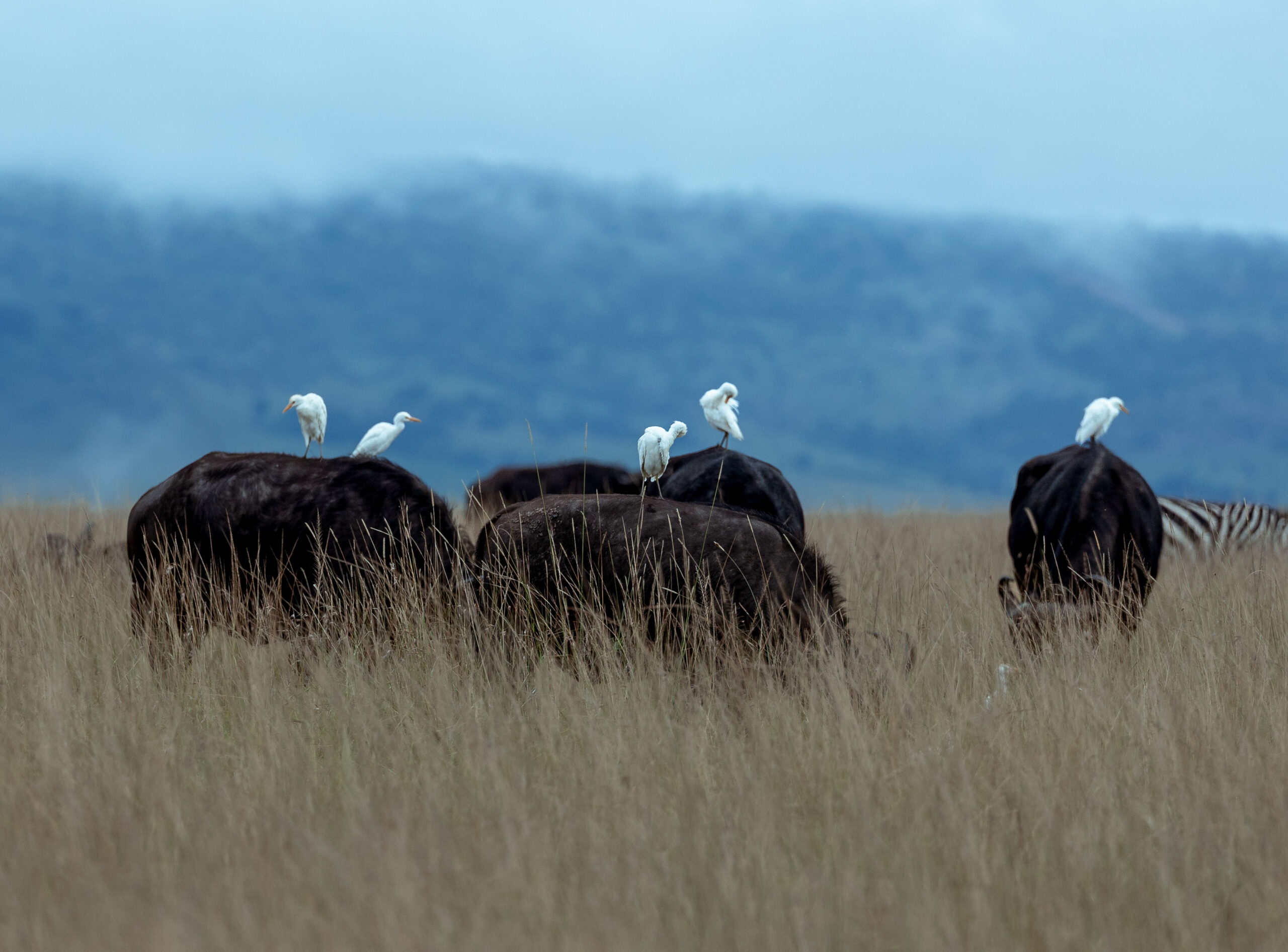 Africa Wildlife IX