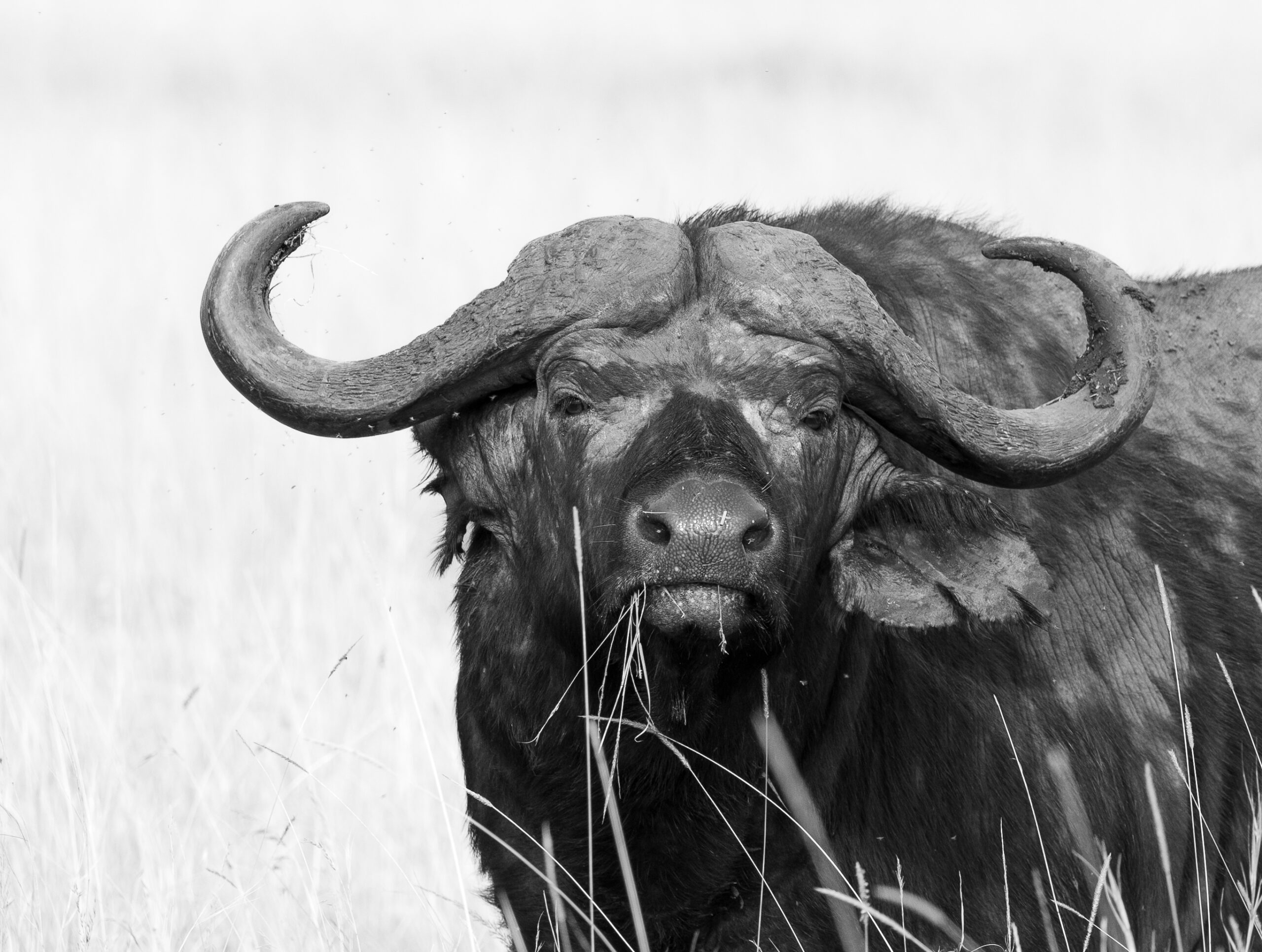 Africa Wildlife X
