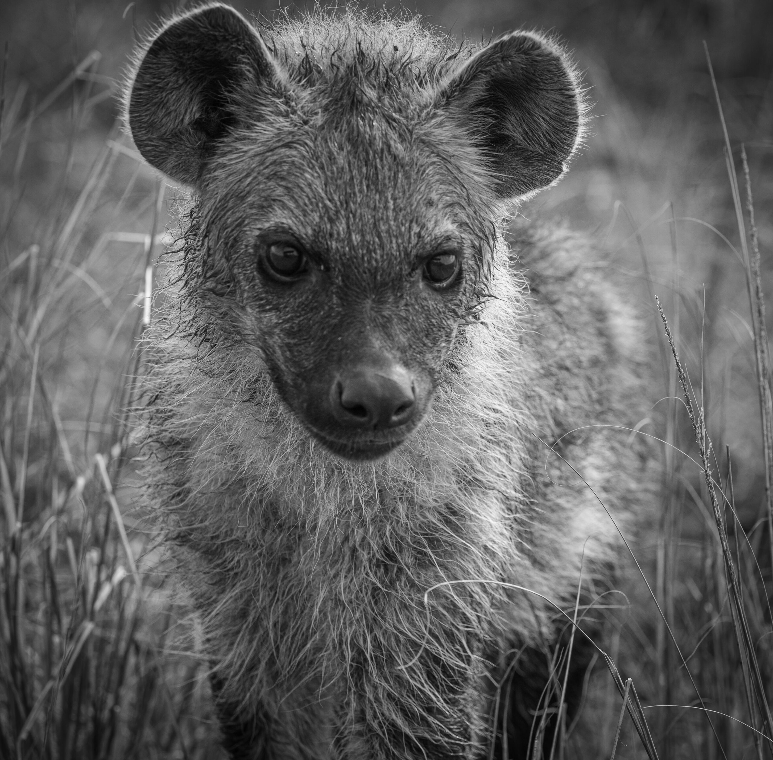 Africa Wildlife XII