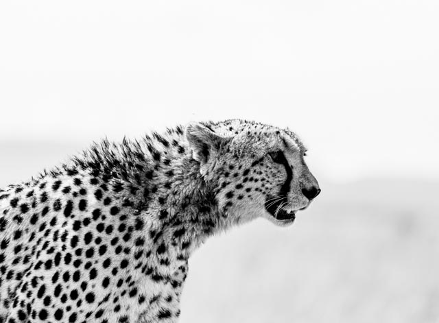 Africa Wildlife XIII