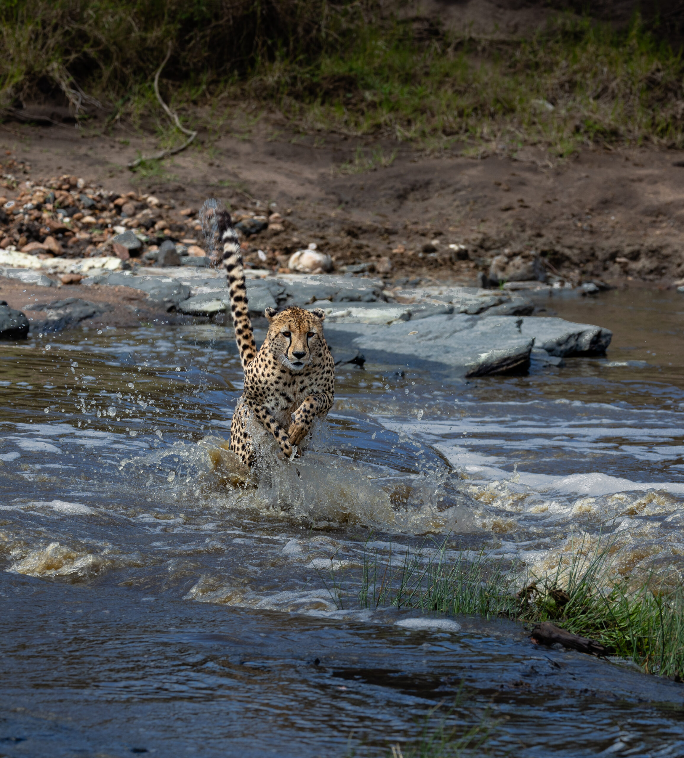 Africa Wildlife XIV