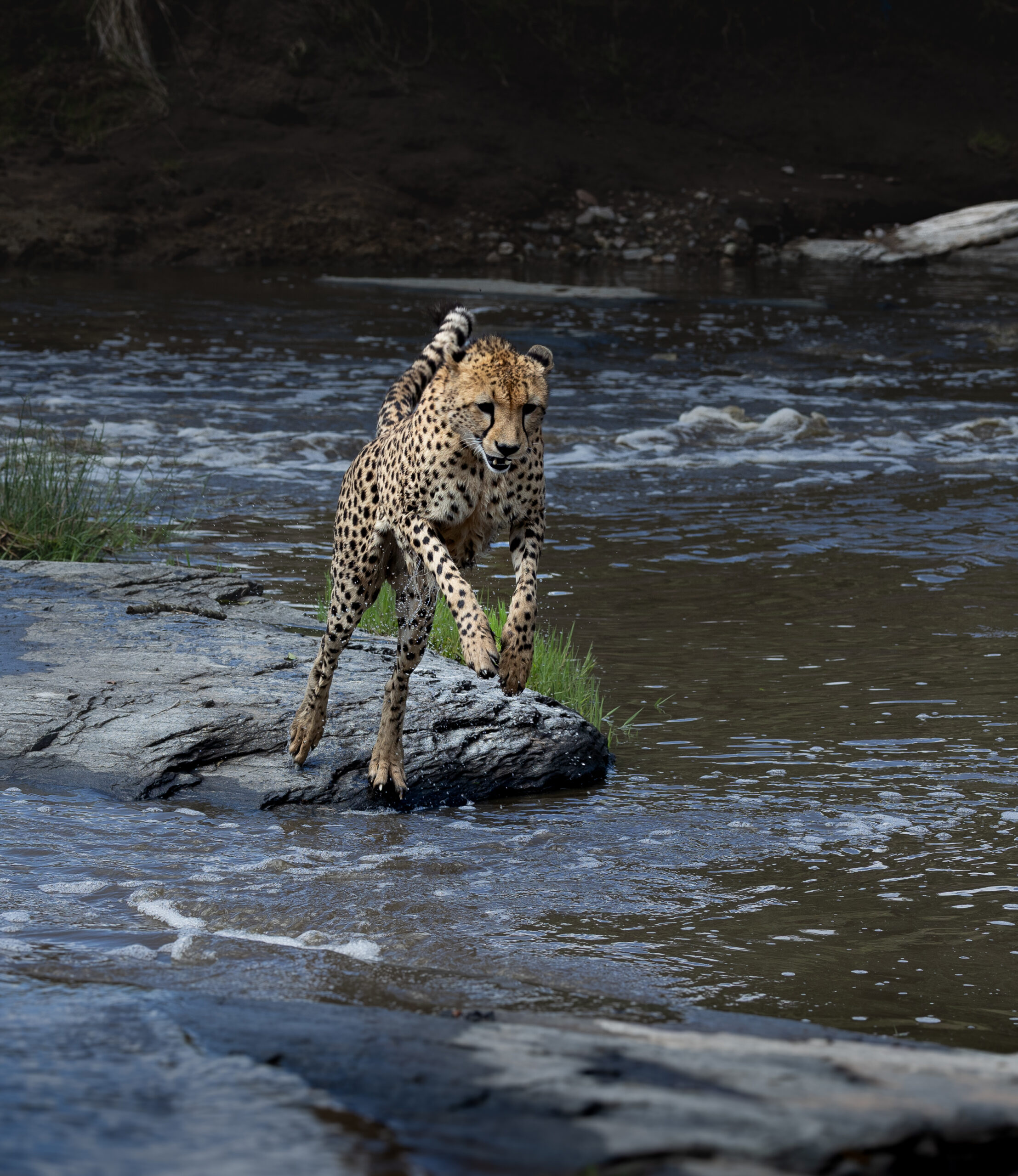 Africa Wildlife XV