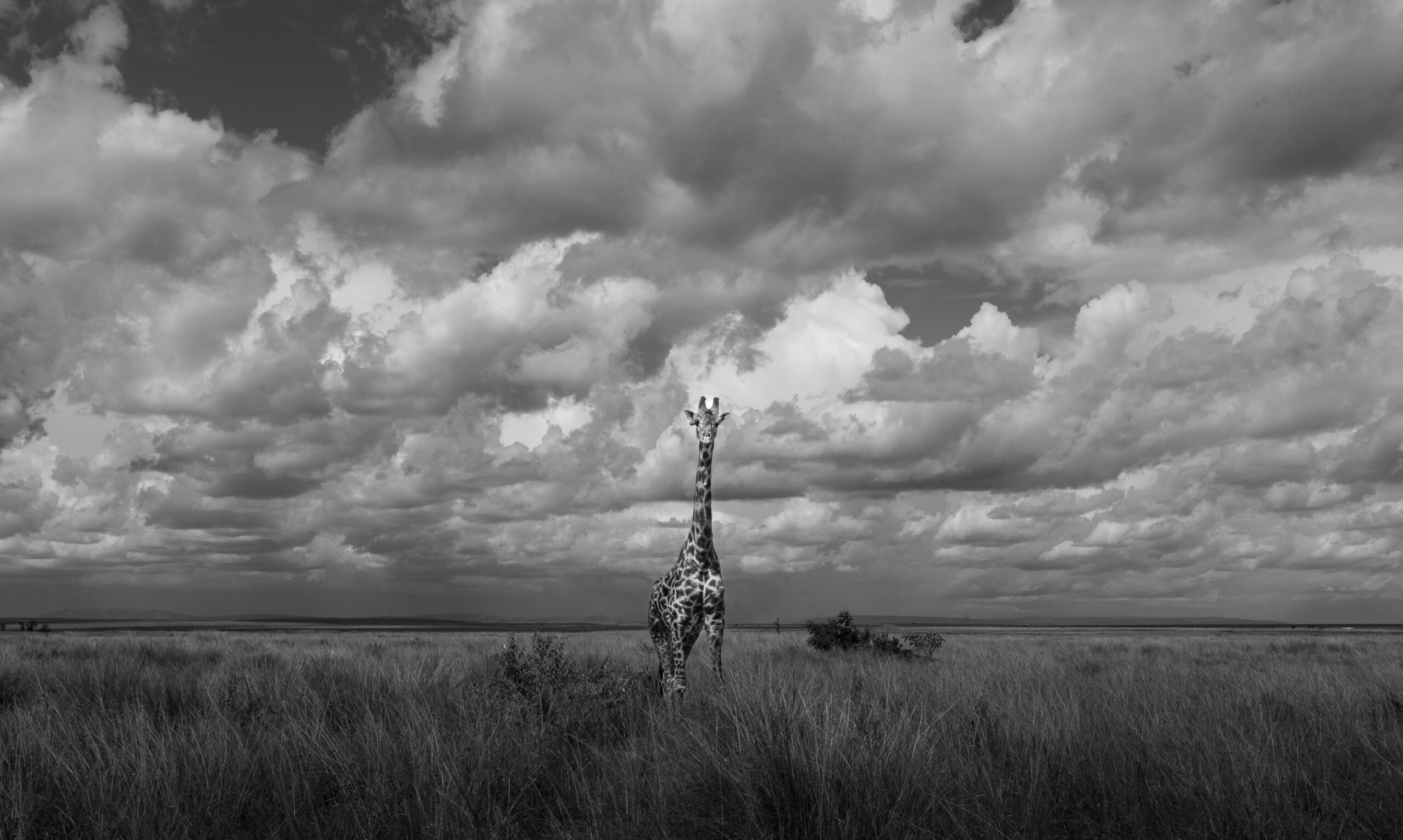 Africa Wildlife XVI