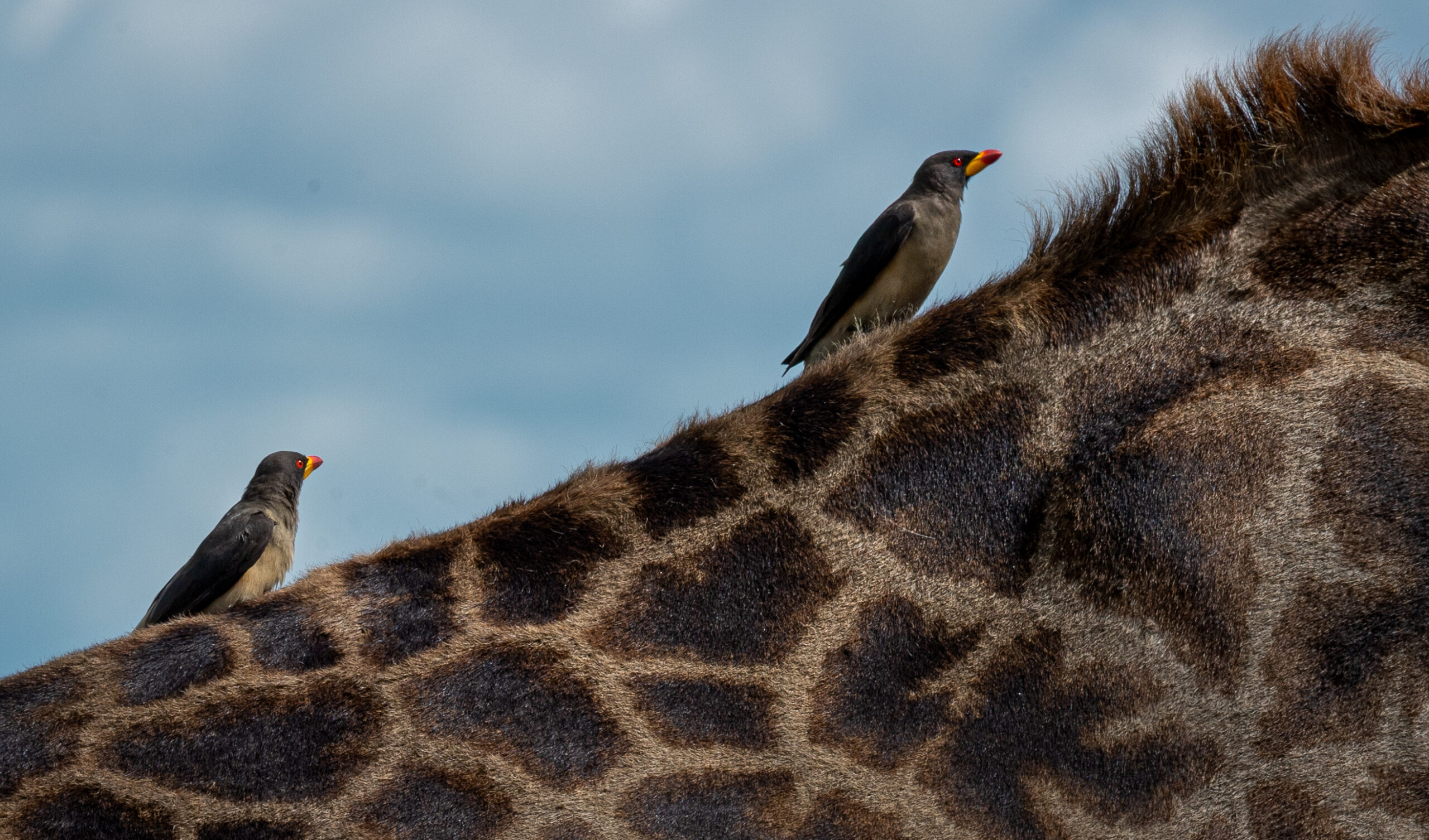 Africa Wildlife XVII