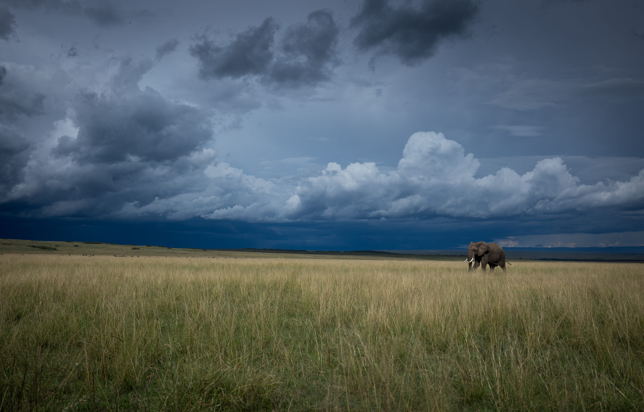 Africa Wildlife XVIII
