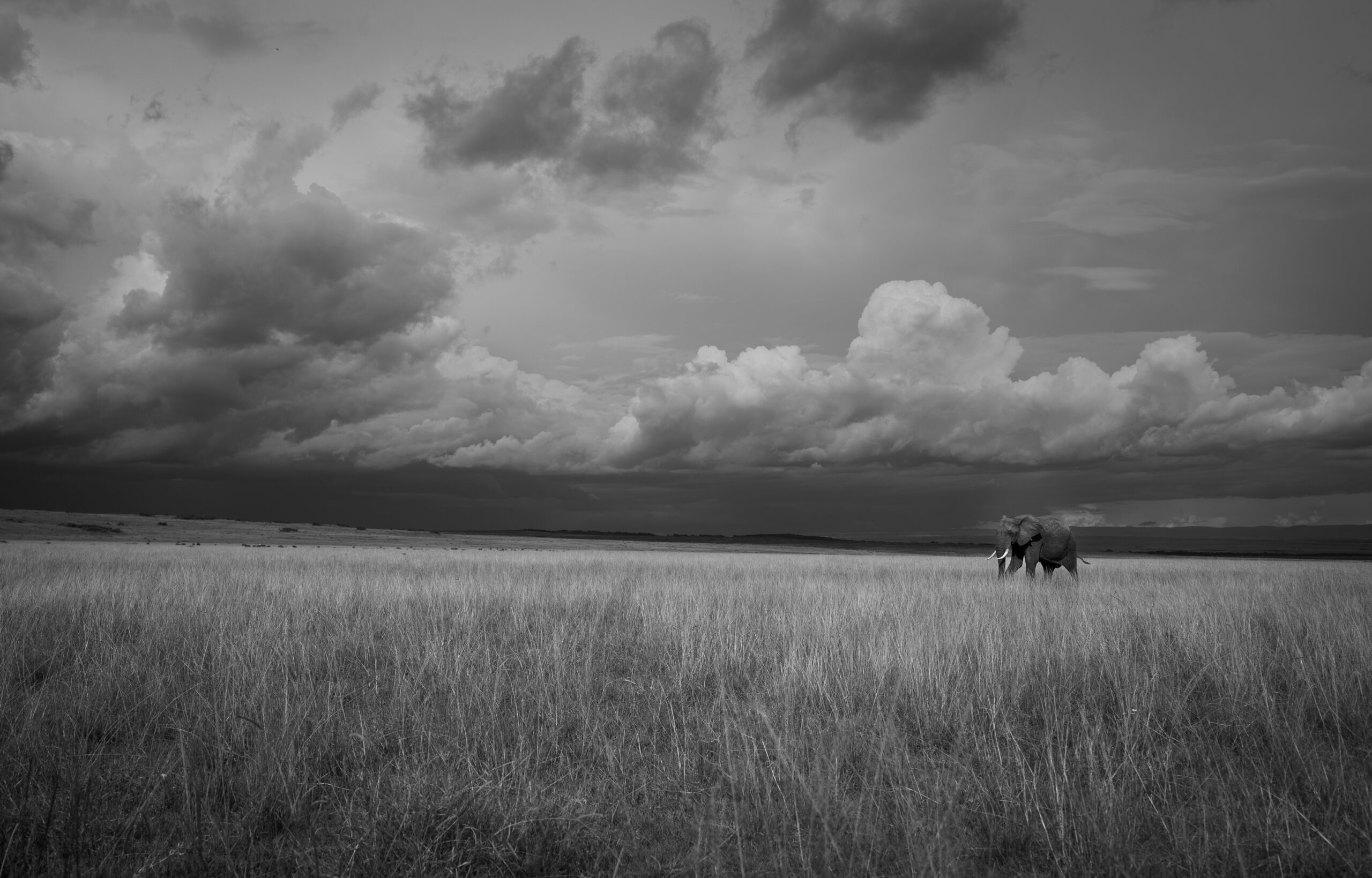 Africa Wildlife XIX
