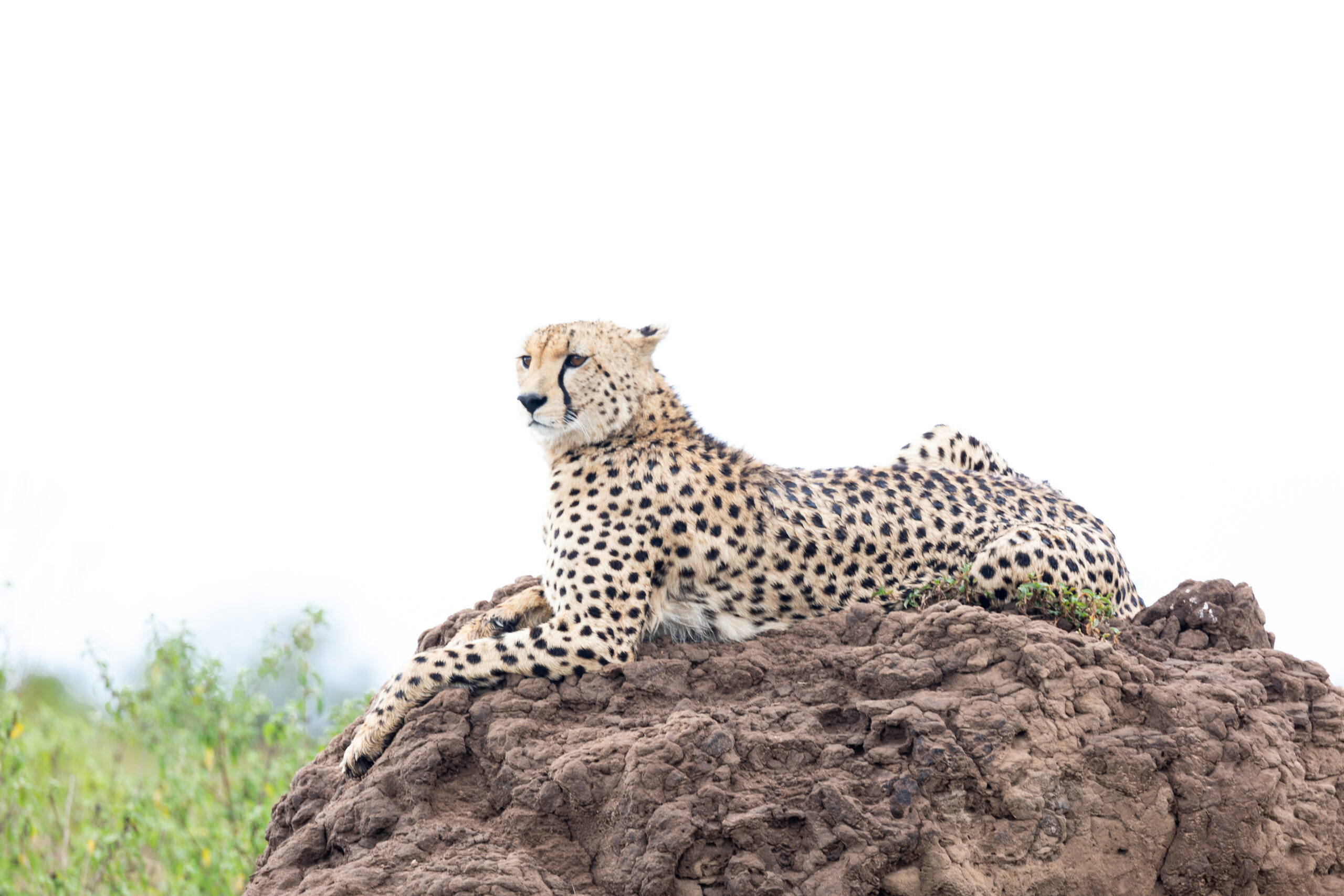 Africa Wildlife XX