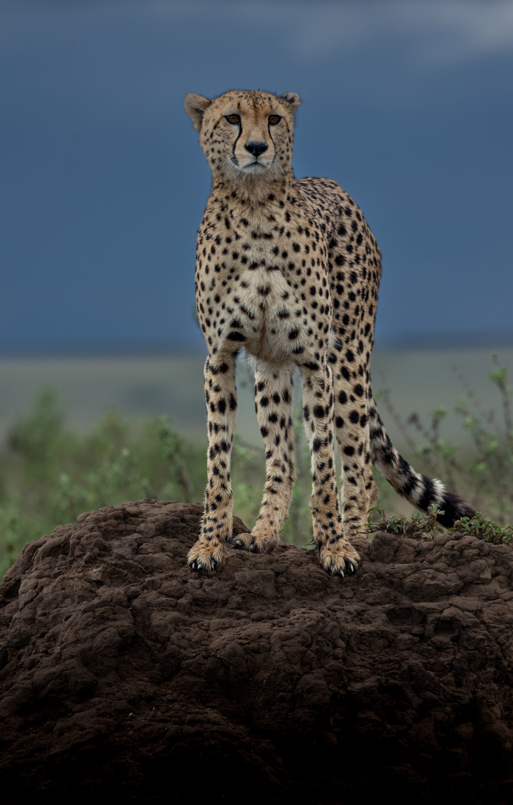Africa Wildlife XXI