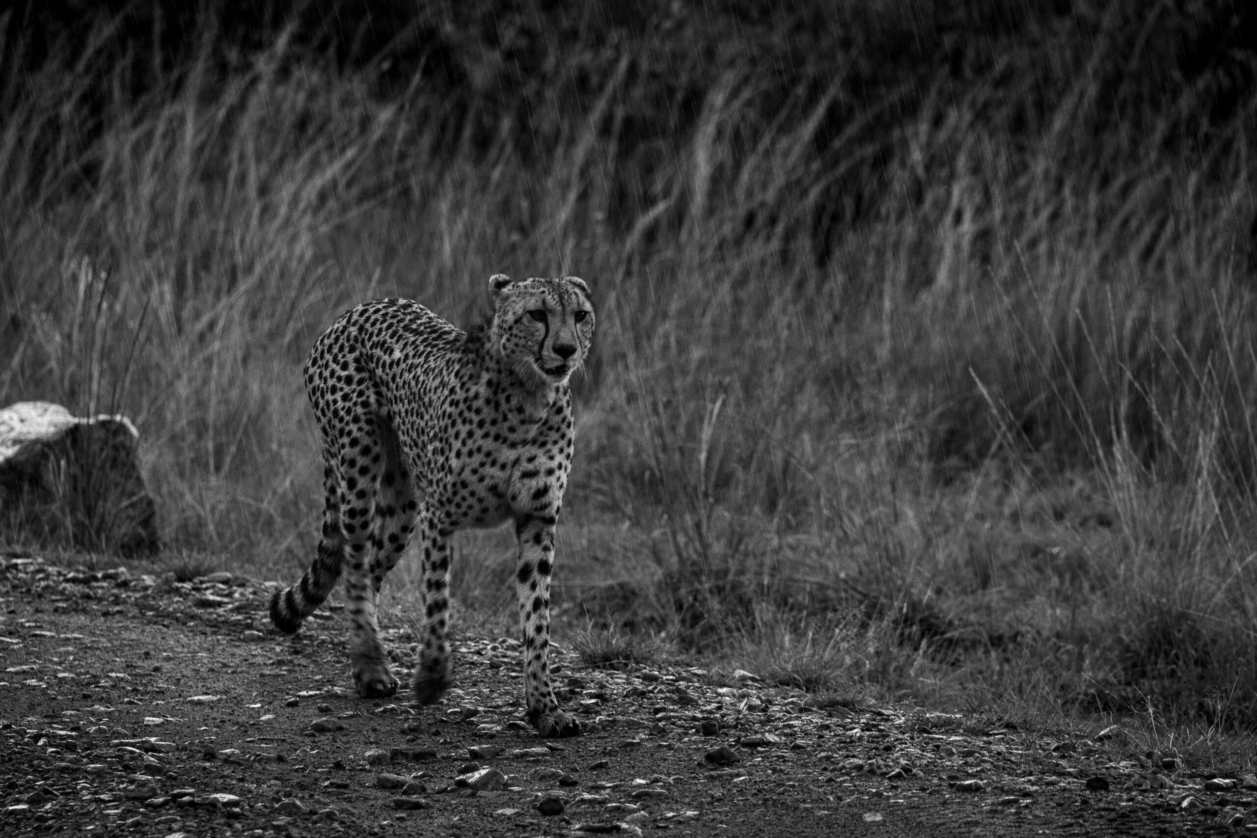 Africa Wildlife XXII