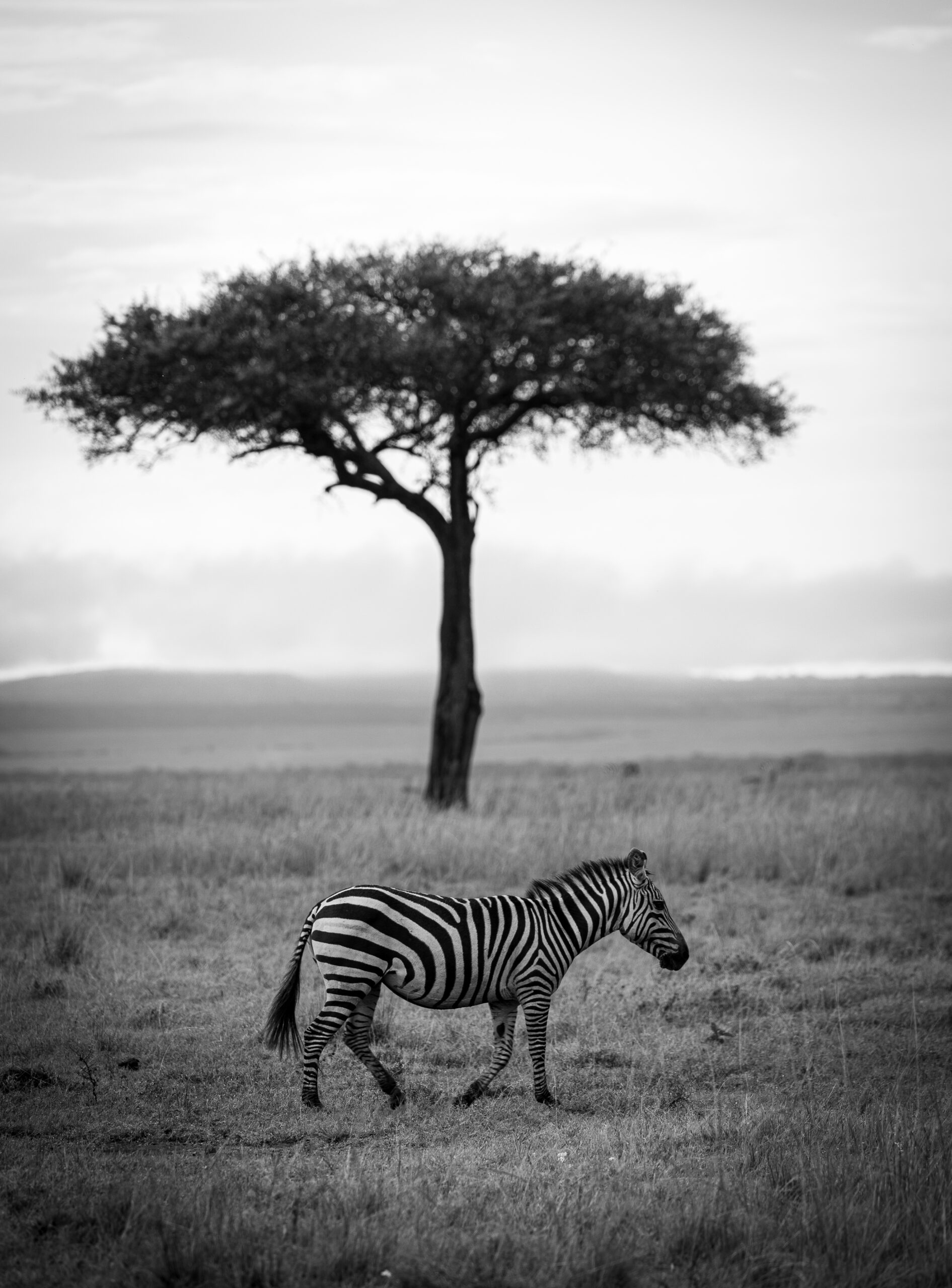 Africa Wildlife XXIII