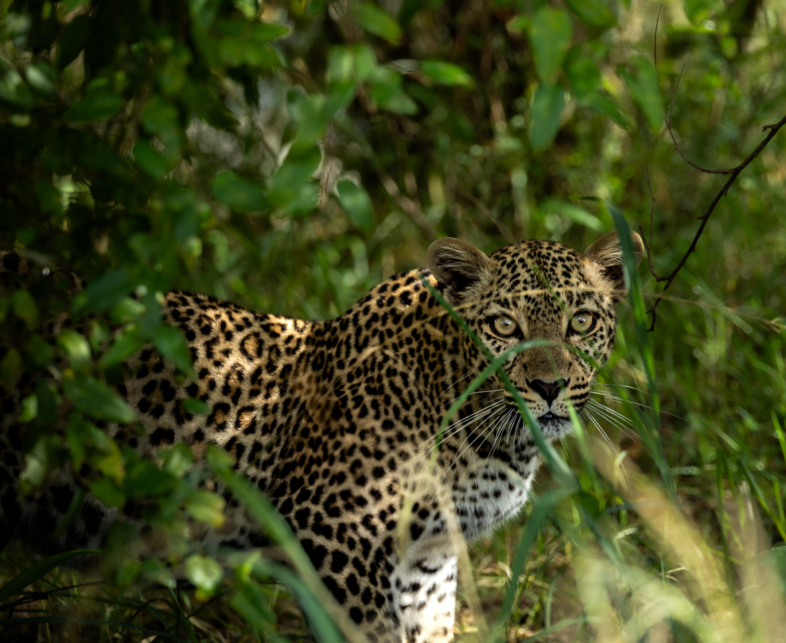 Africa Wildlife XXIV